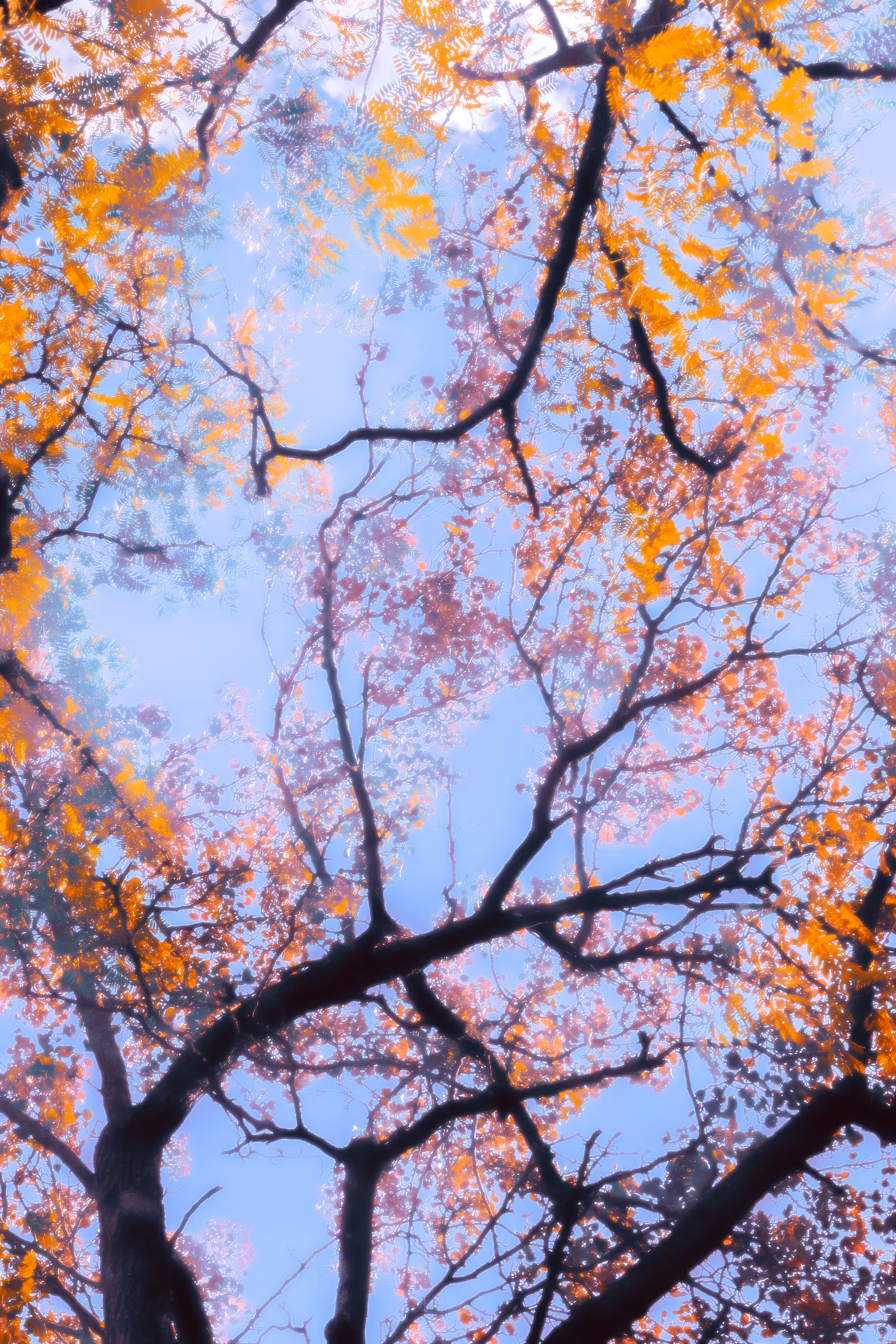 Withering