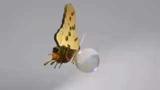 26062