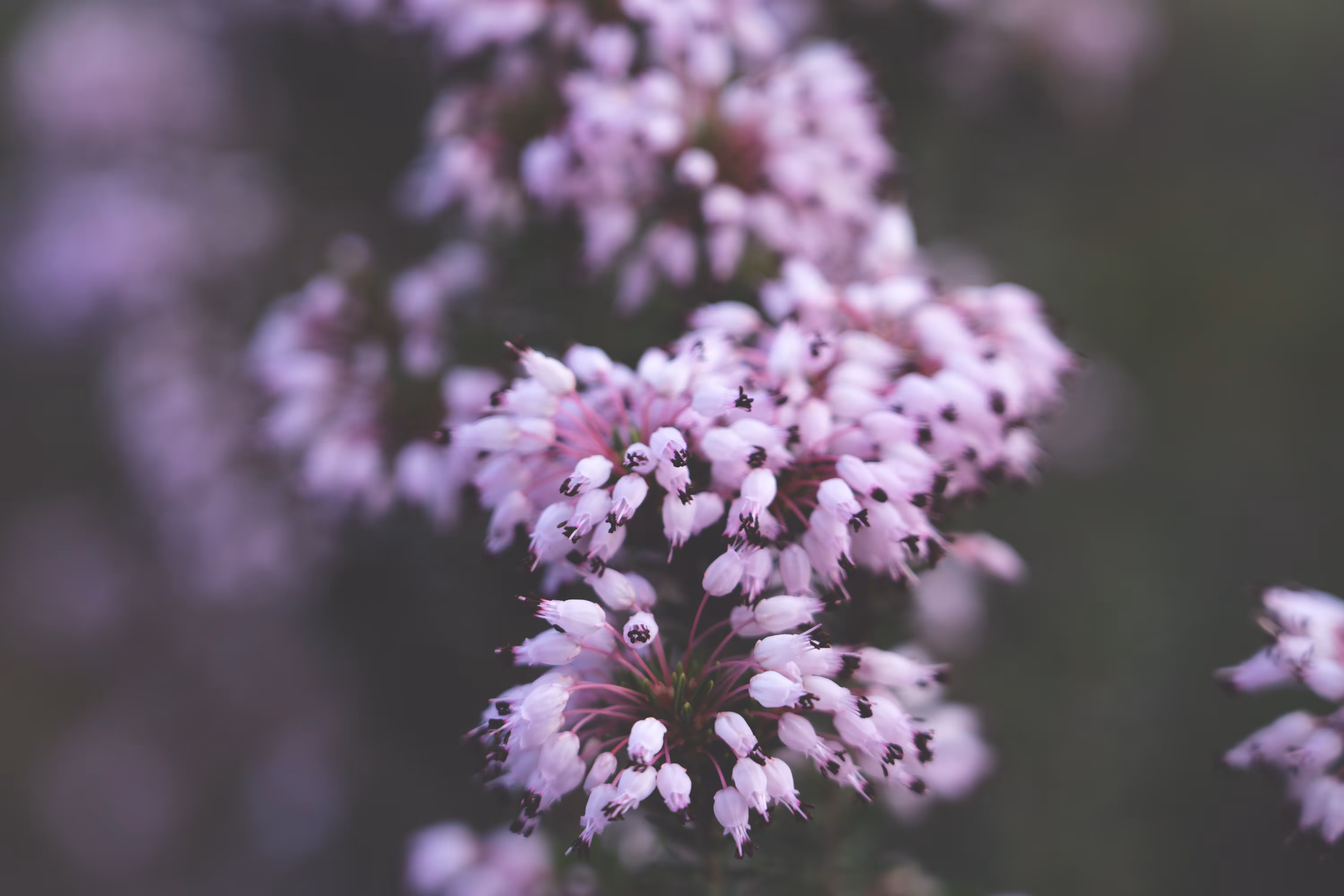 Nature #4