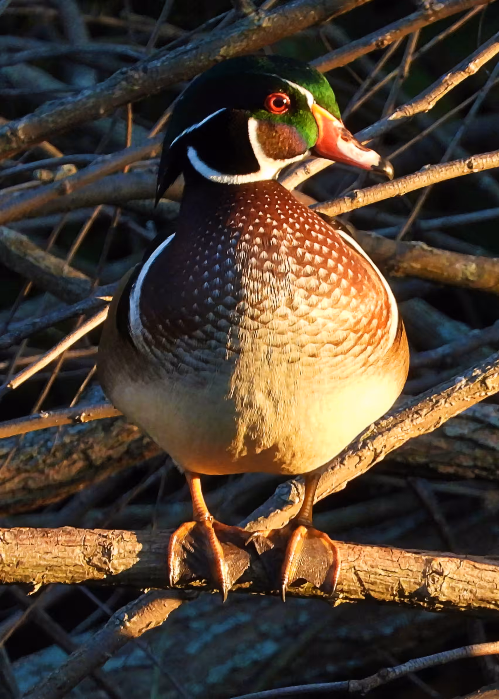 Flocksourced #012 - Wood Duck