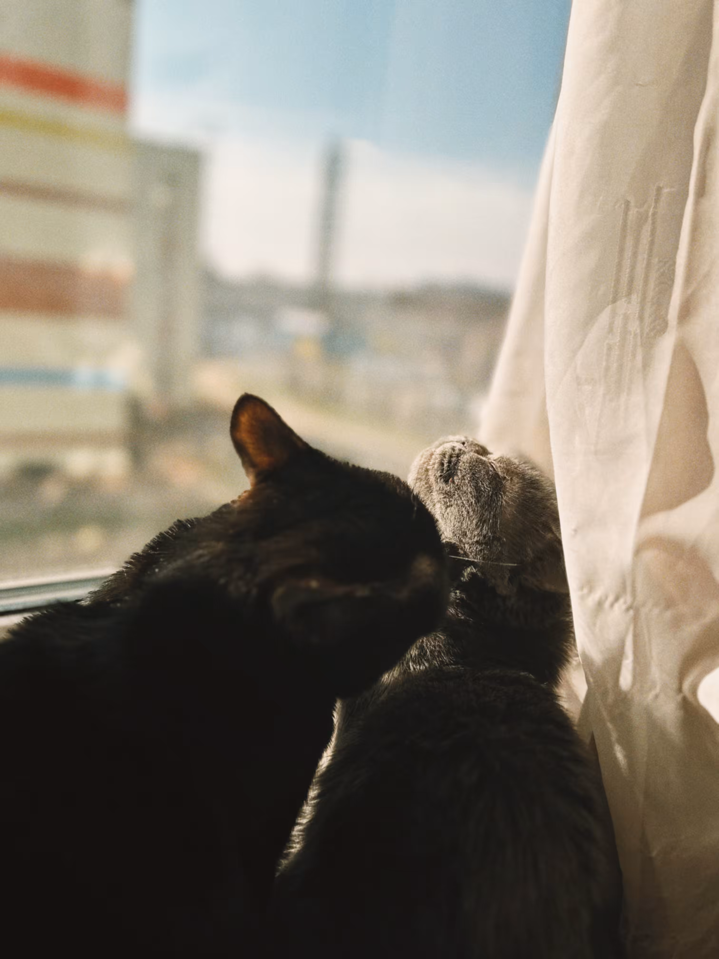 Window Companions