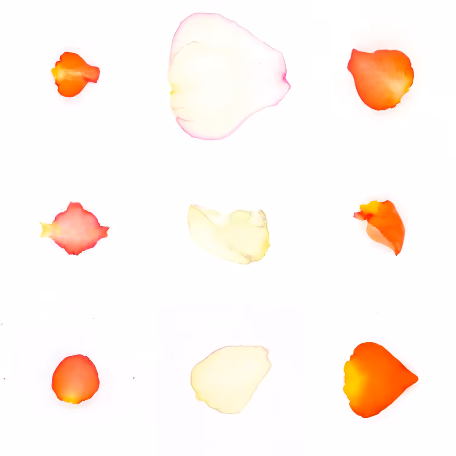 Infinite Petals 3x3#3224