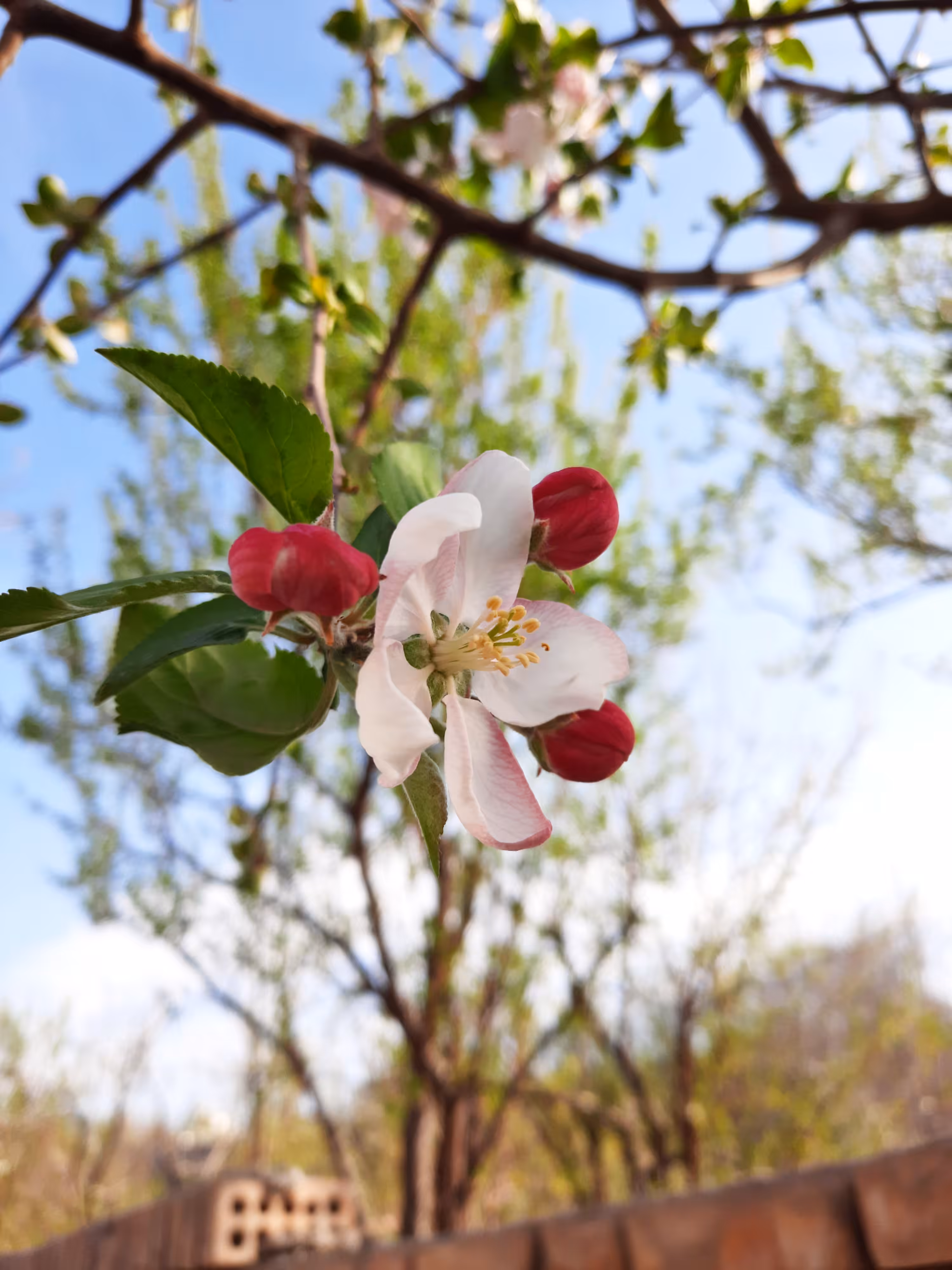 Apple blossom
