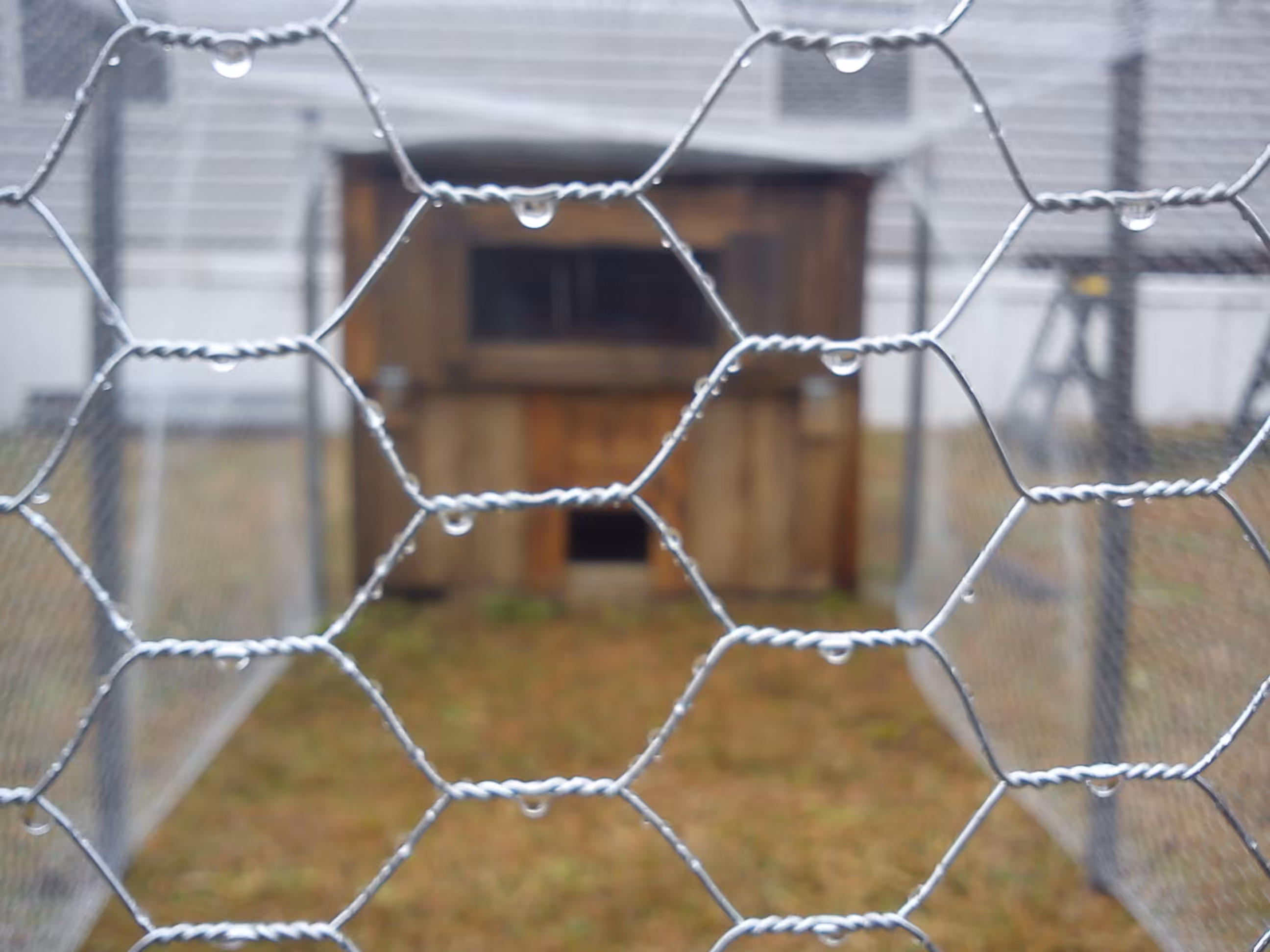 Chicken Coop Rain