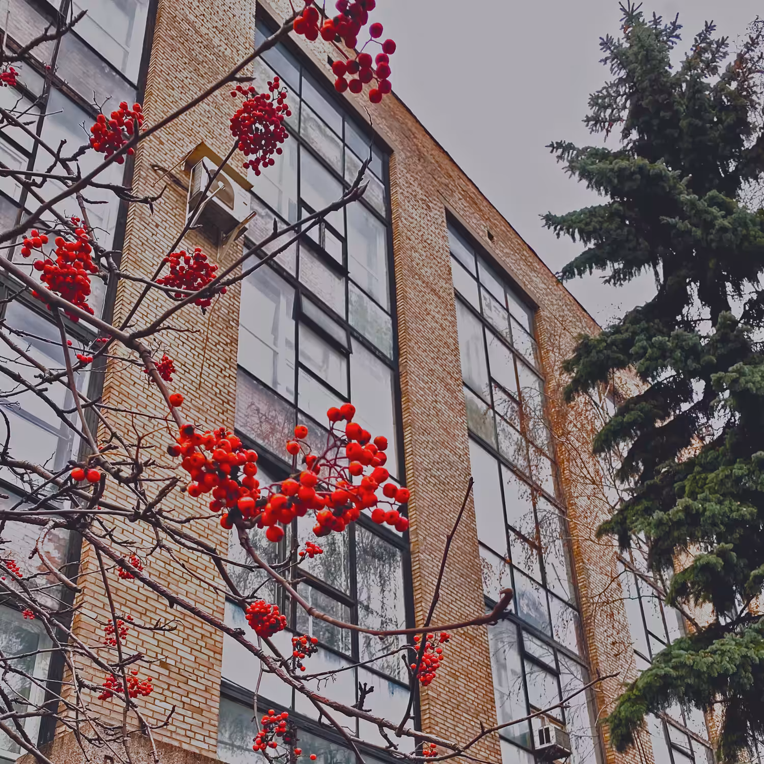 winter rowan