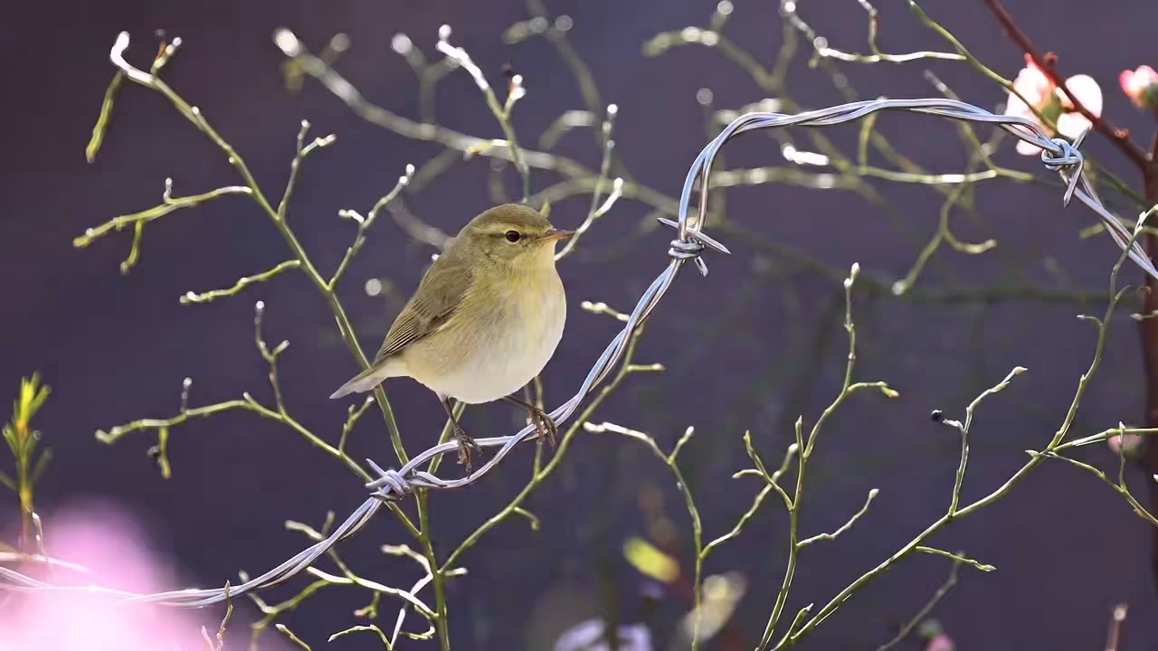 Birds Observations: Maybel, The Last Light