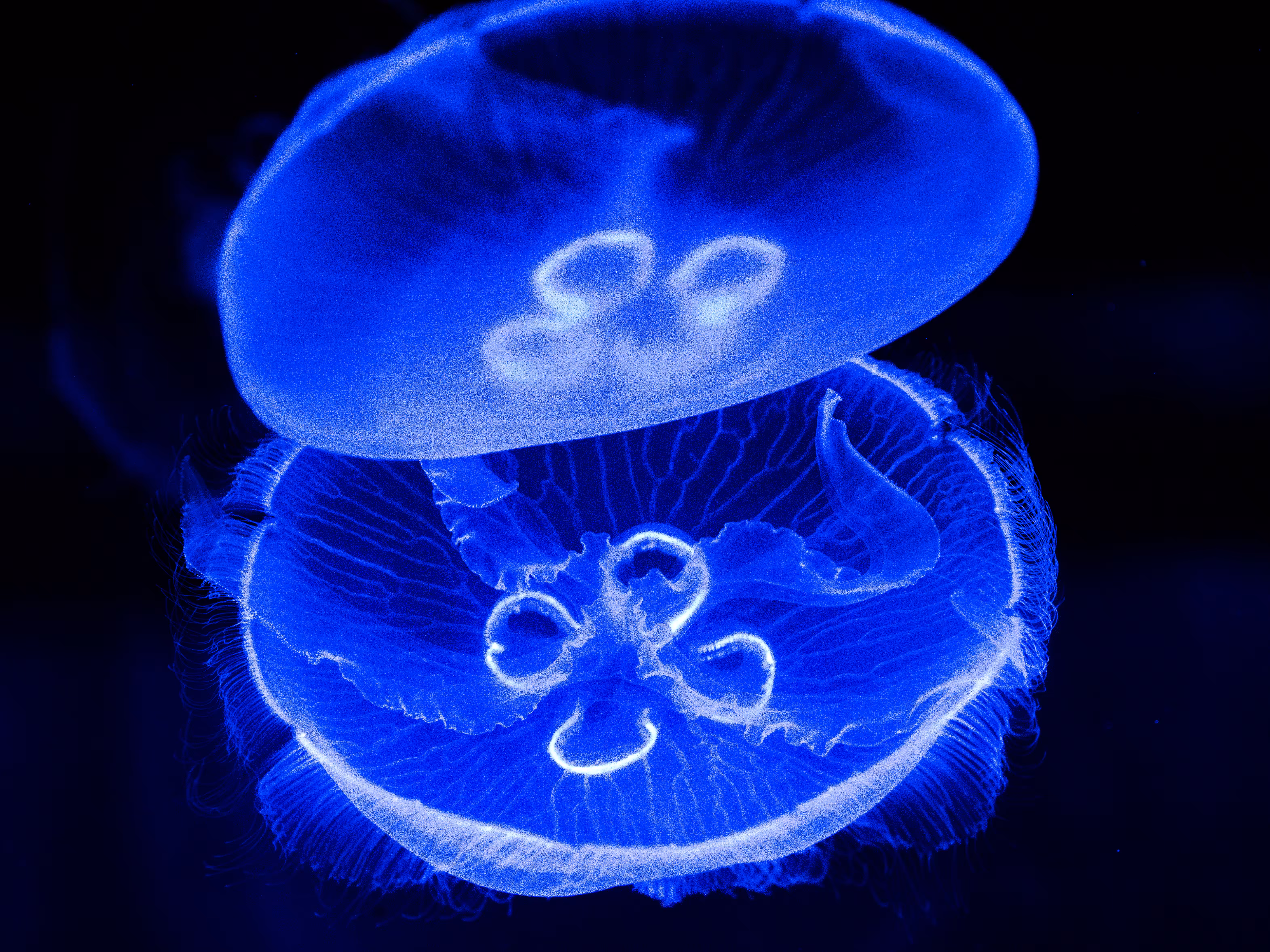 Night Vision Jelly Fish