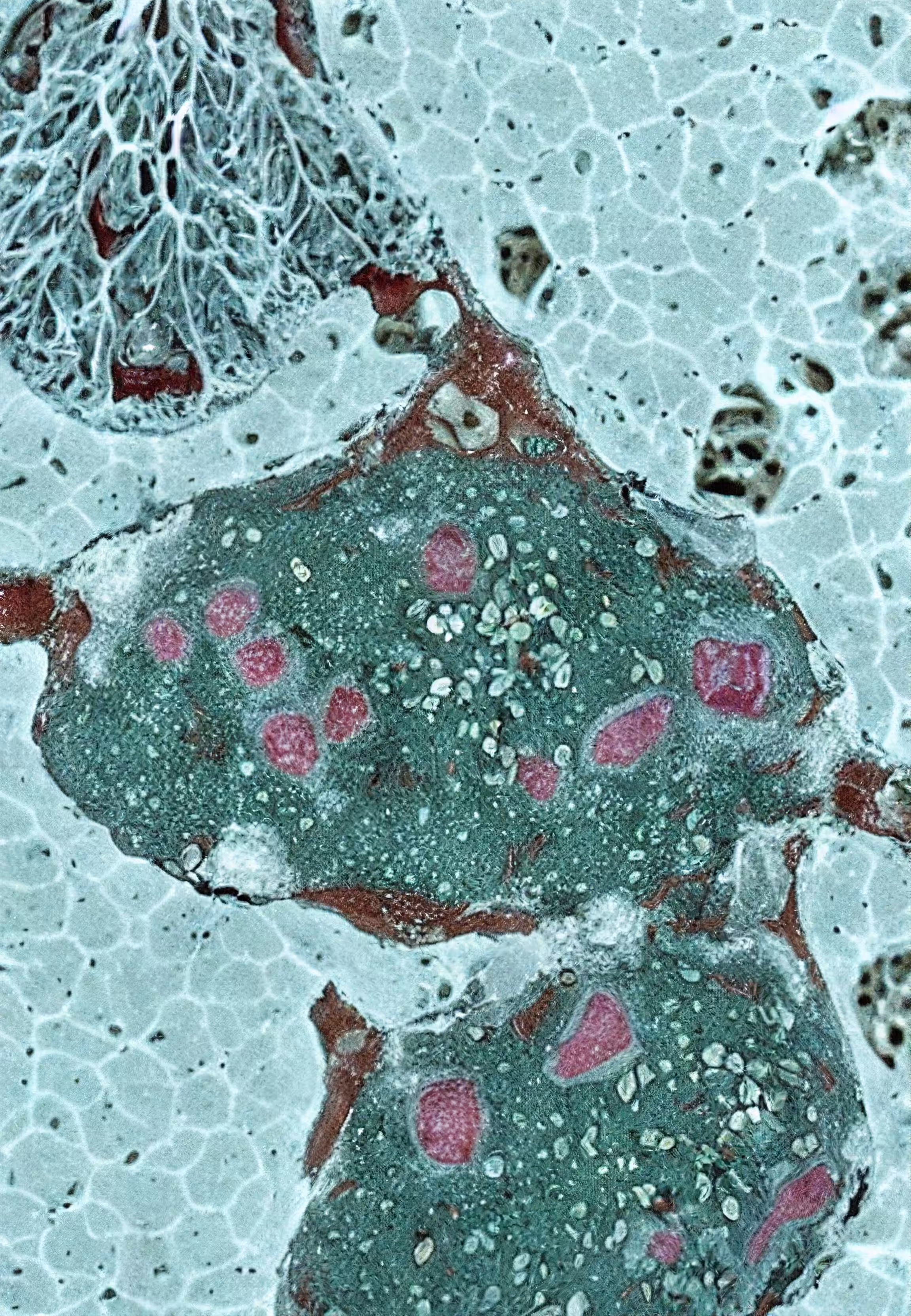 Histologia In Silico #82
