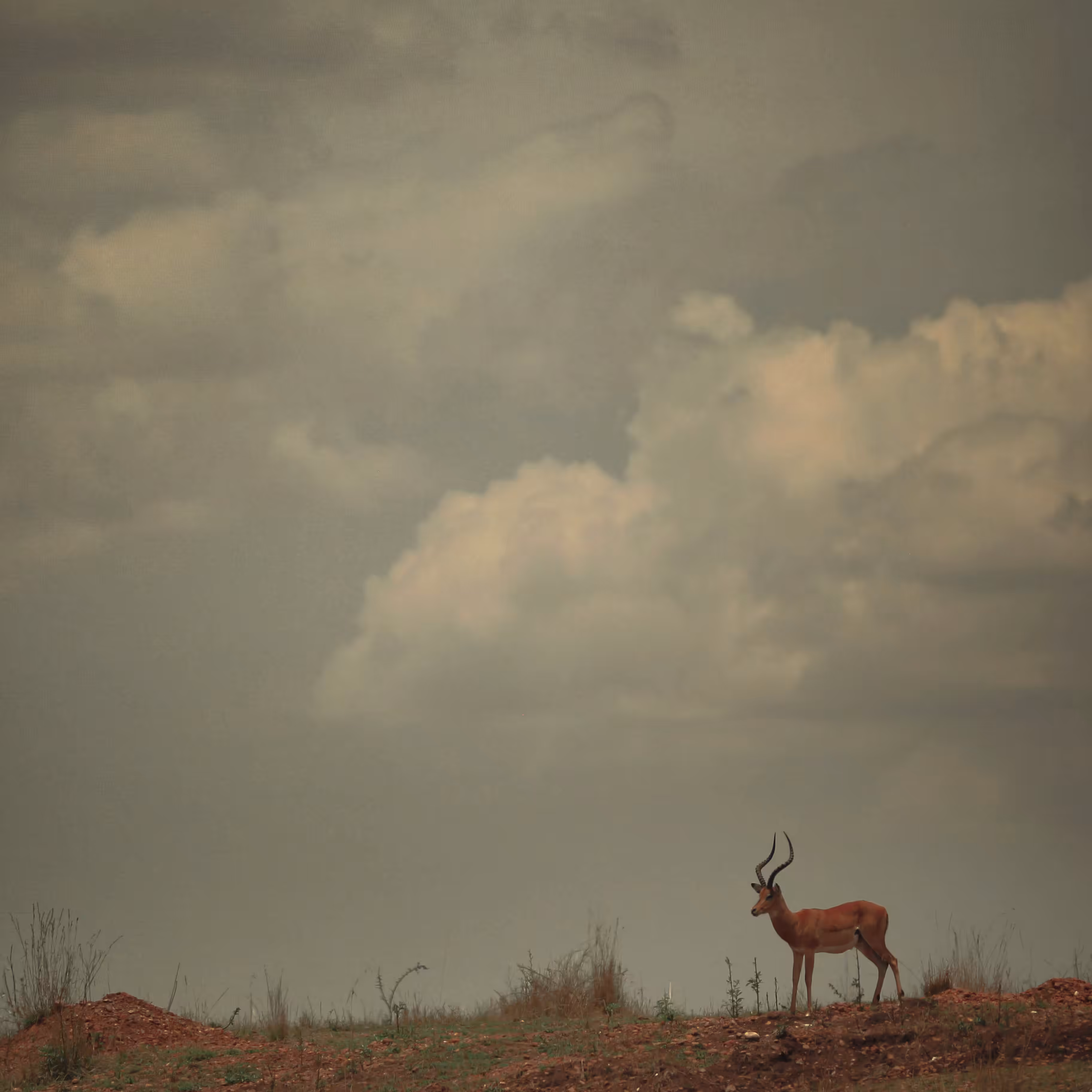 Impala