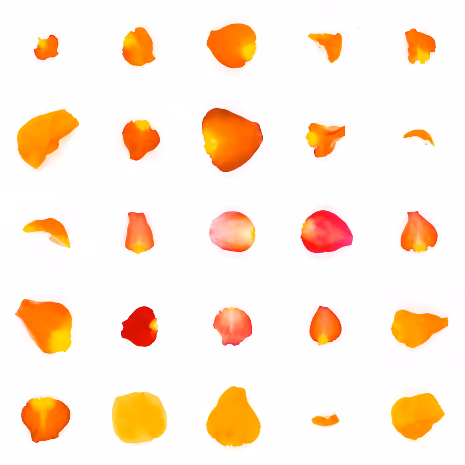Infinite Petals 5x5#2636