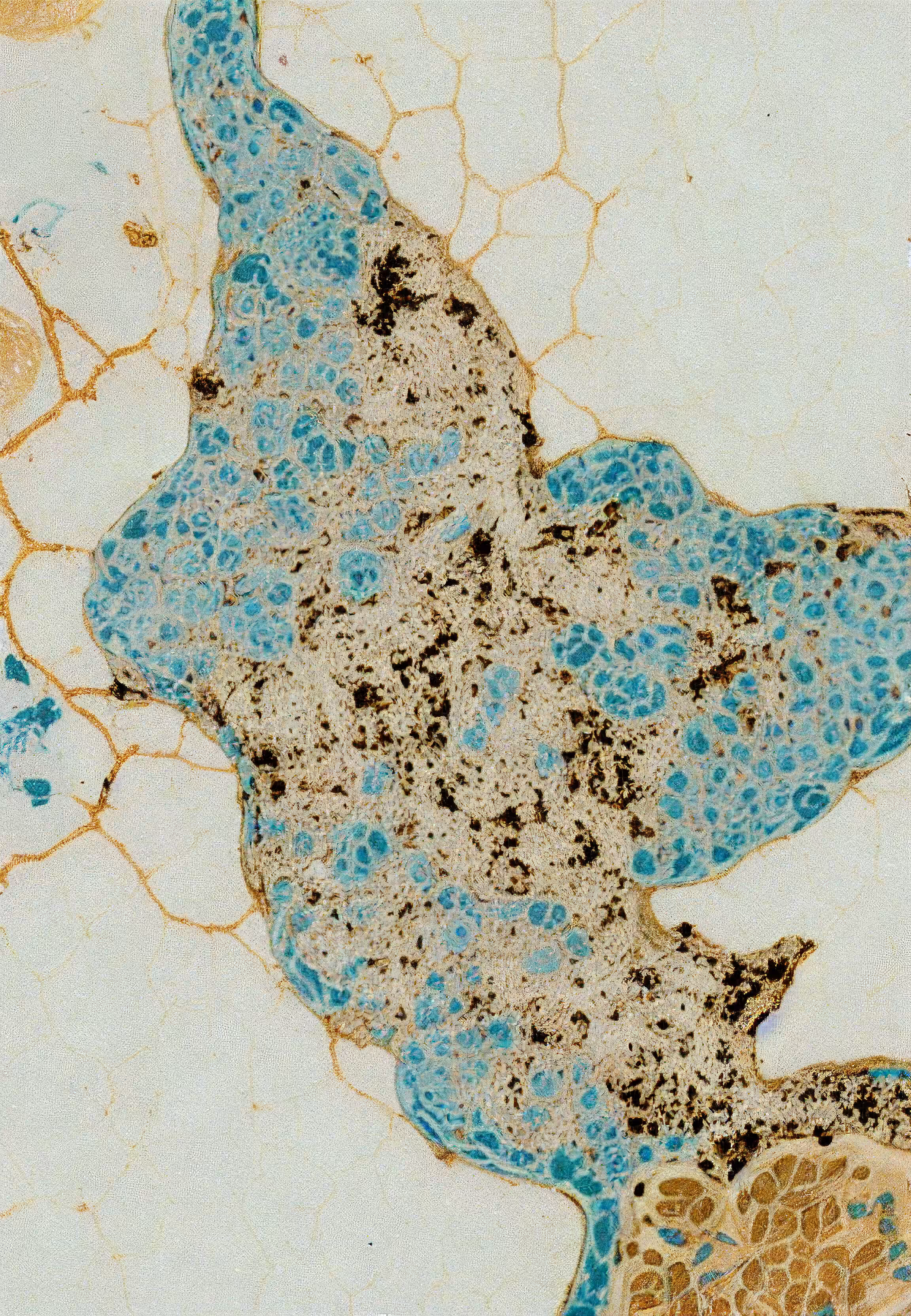 In Vivo, In Vitro, In Silico: Histologia In Silico #193