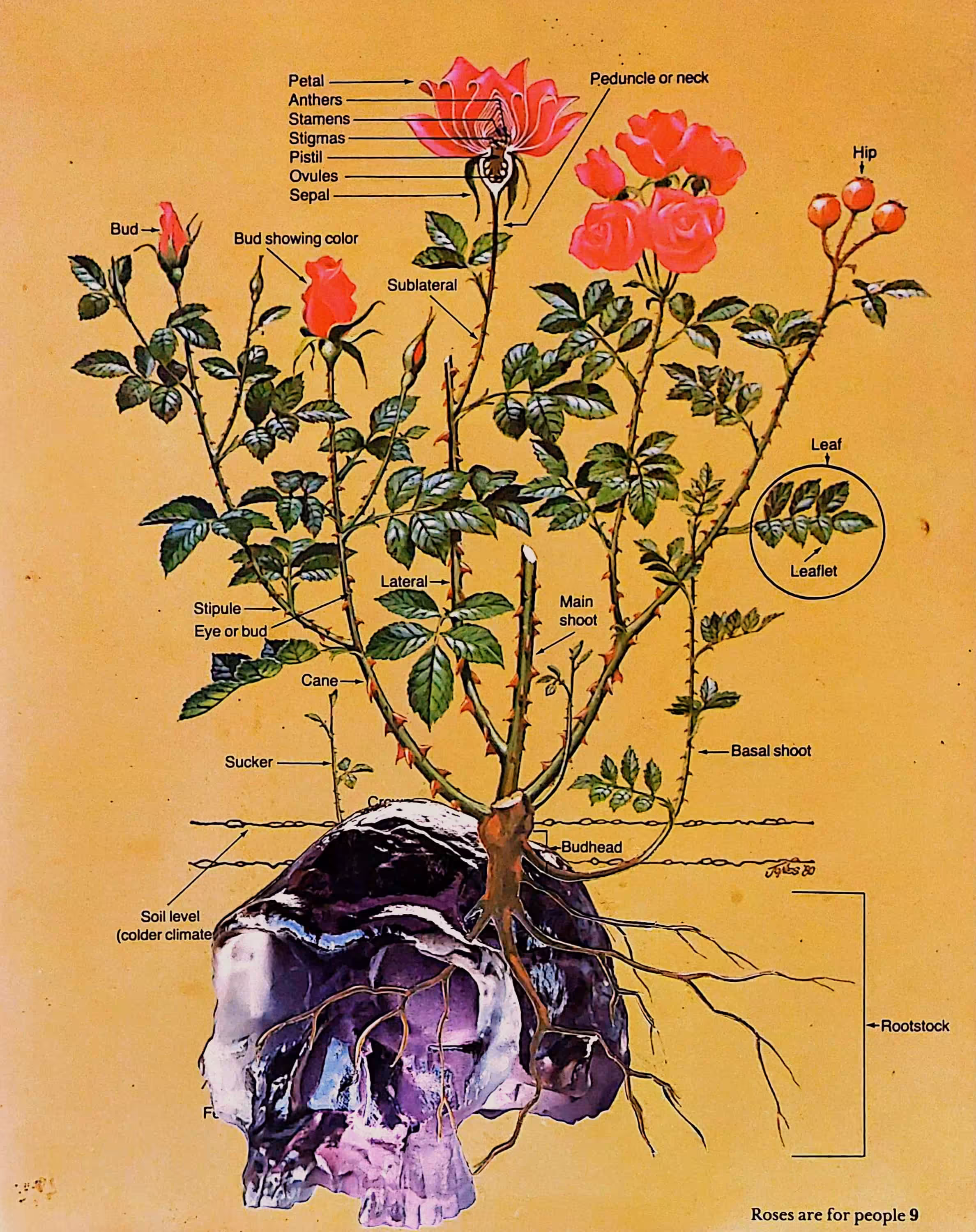  Life From Death