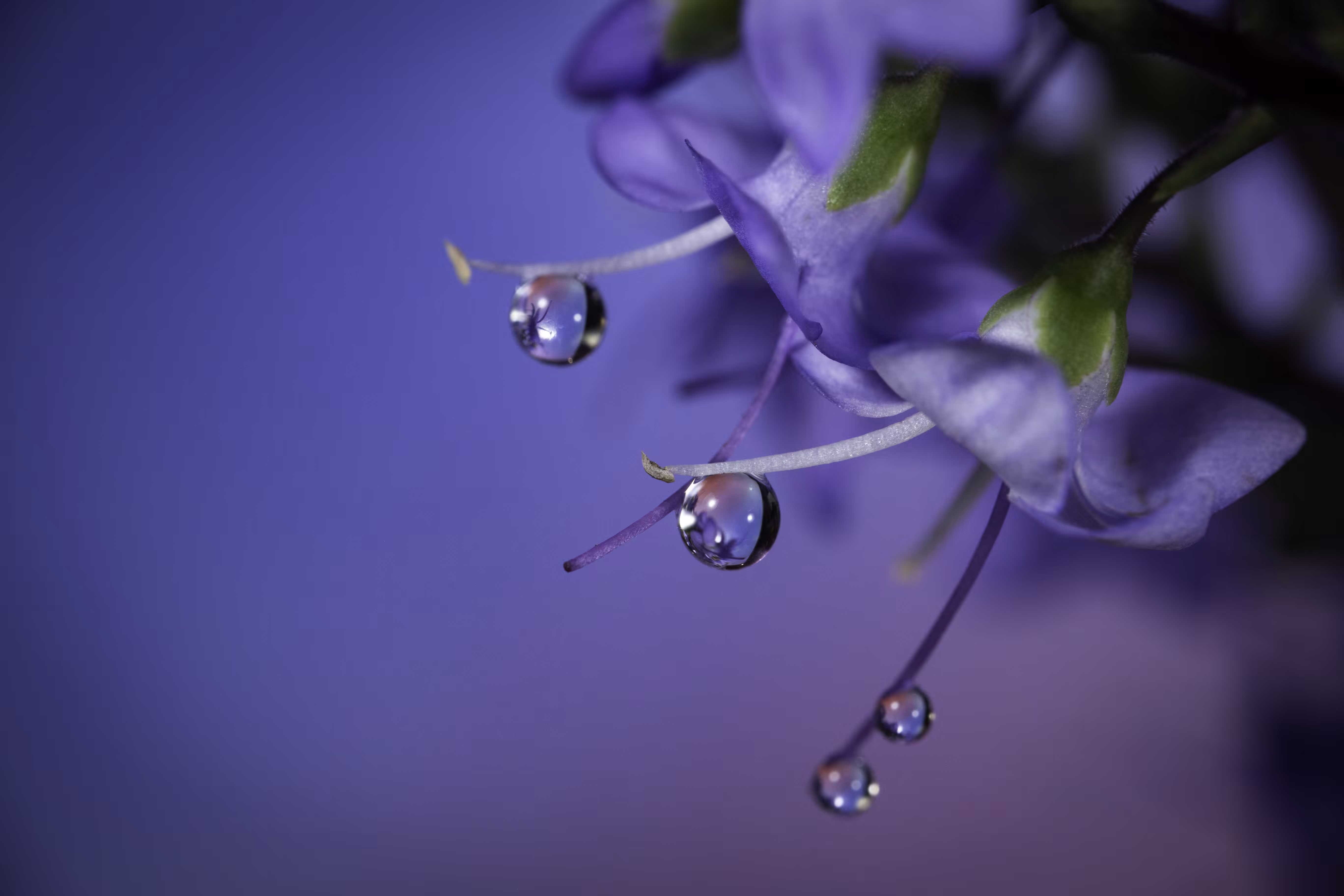 Abundance