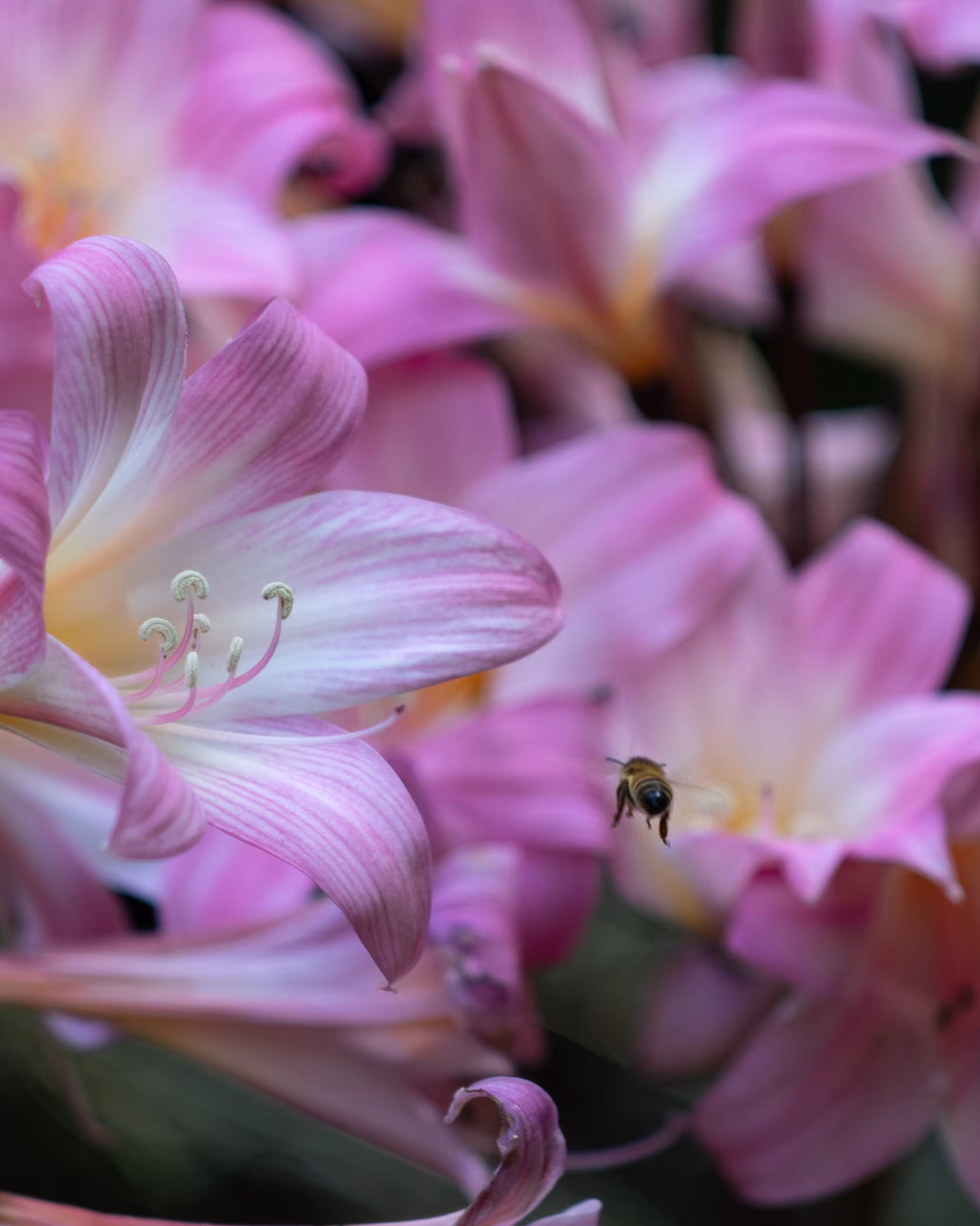 Bee Approaching
