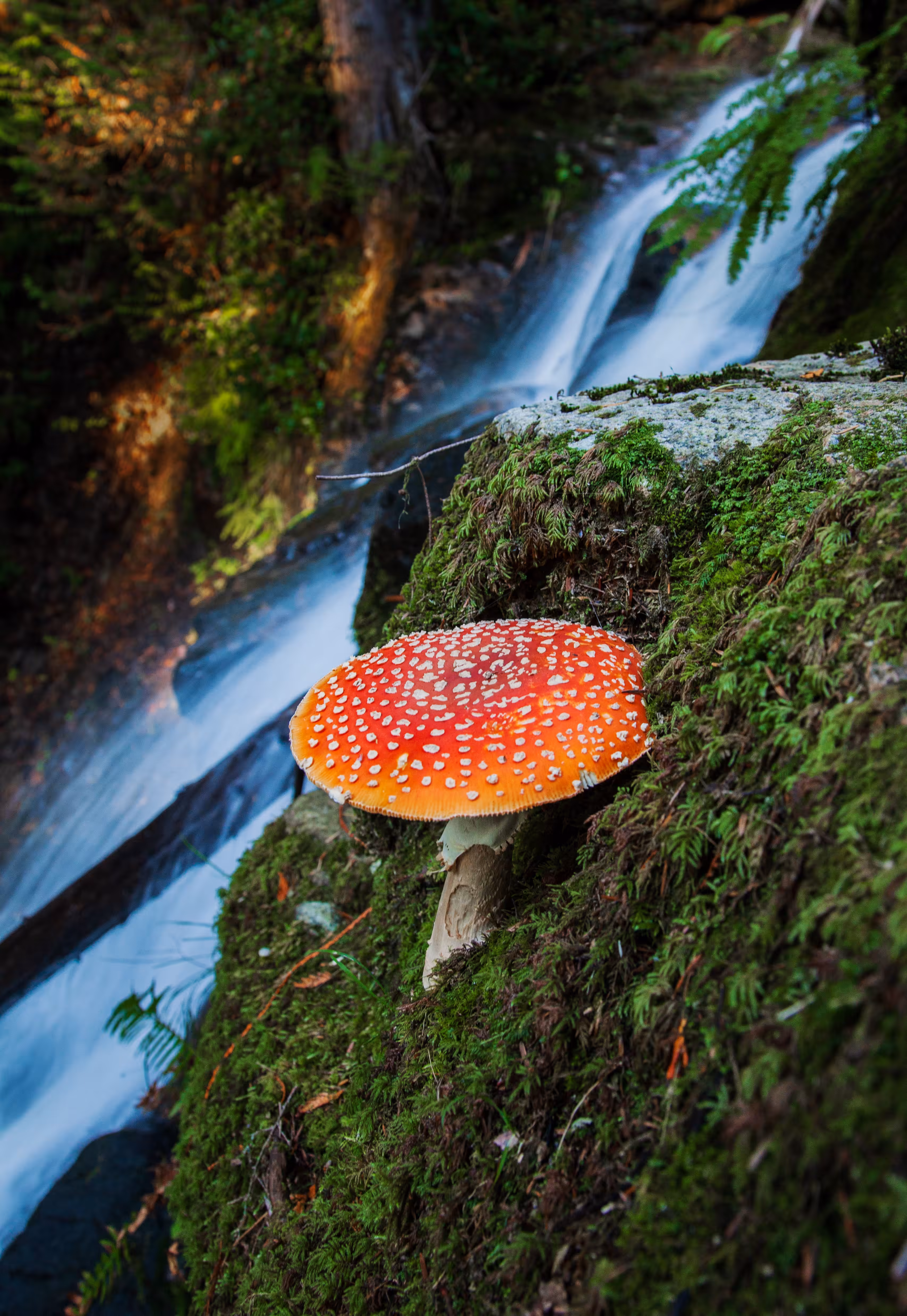 The Magical Mushroom