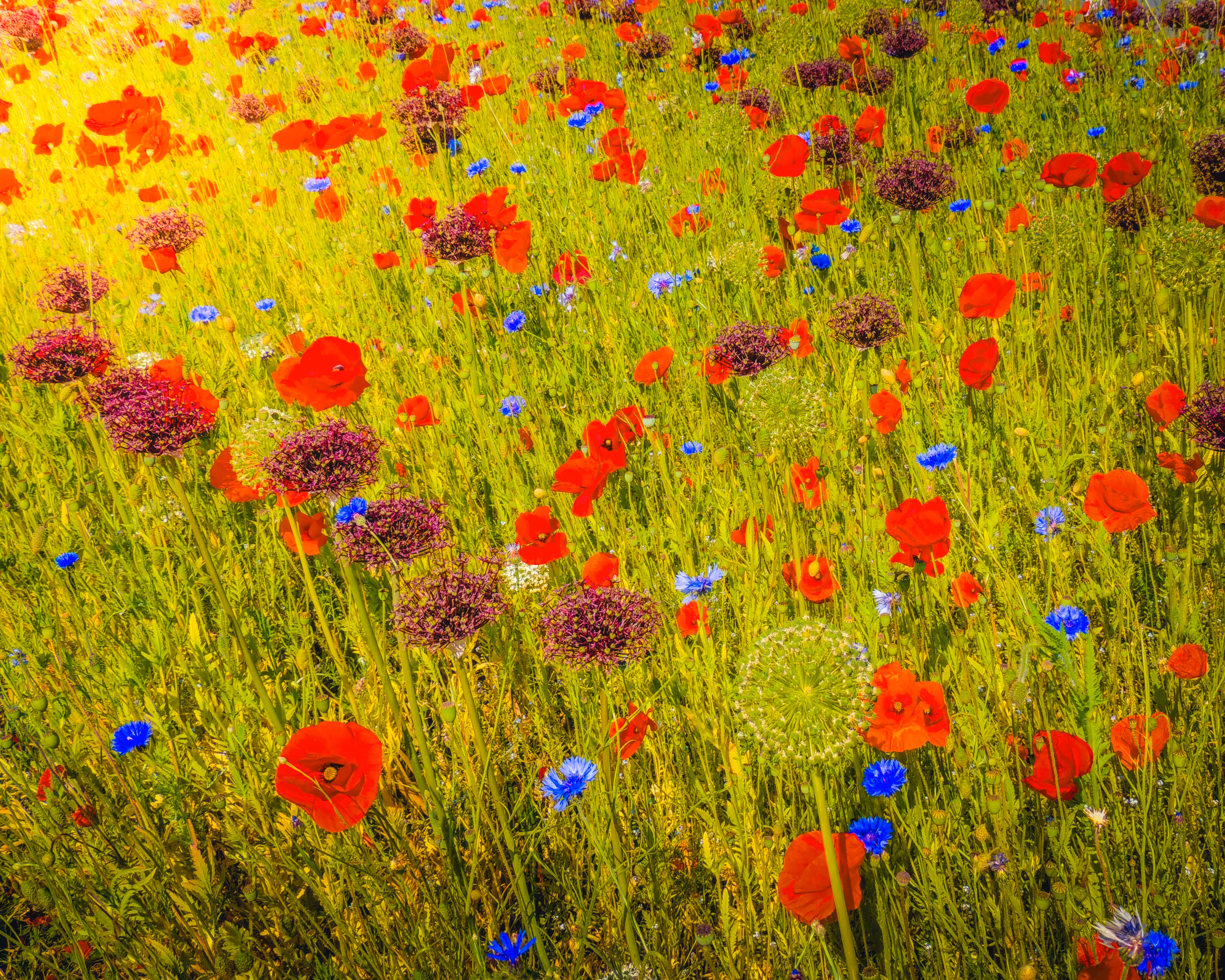 Poppies and Wildflower Meadow