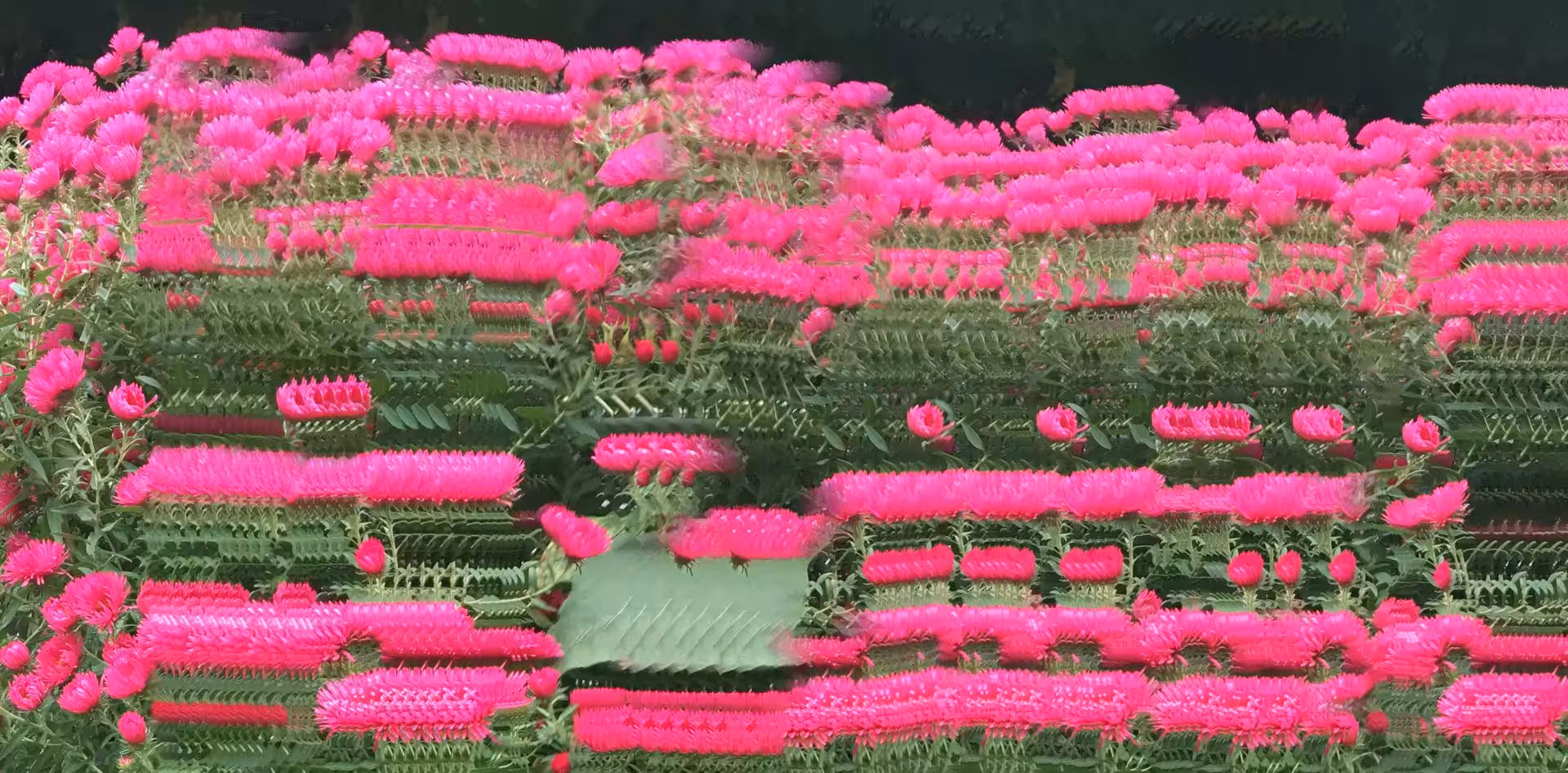 PANOimpression of the pinks 