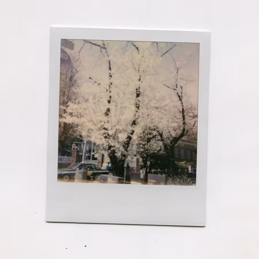Season of Sakura