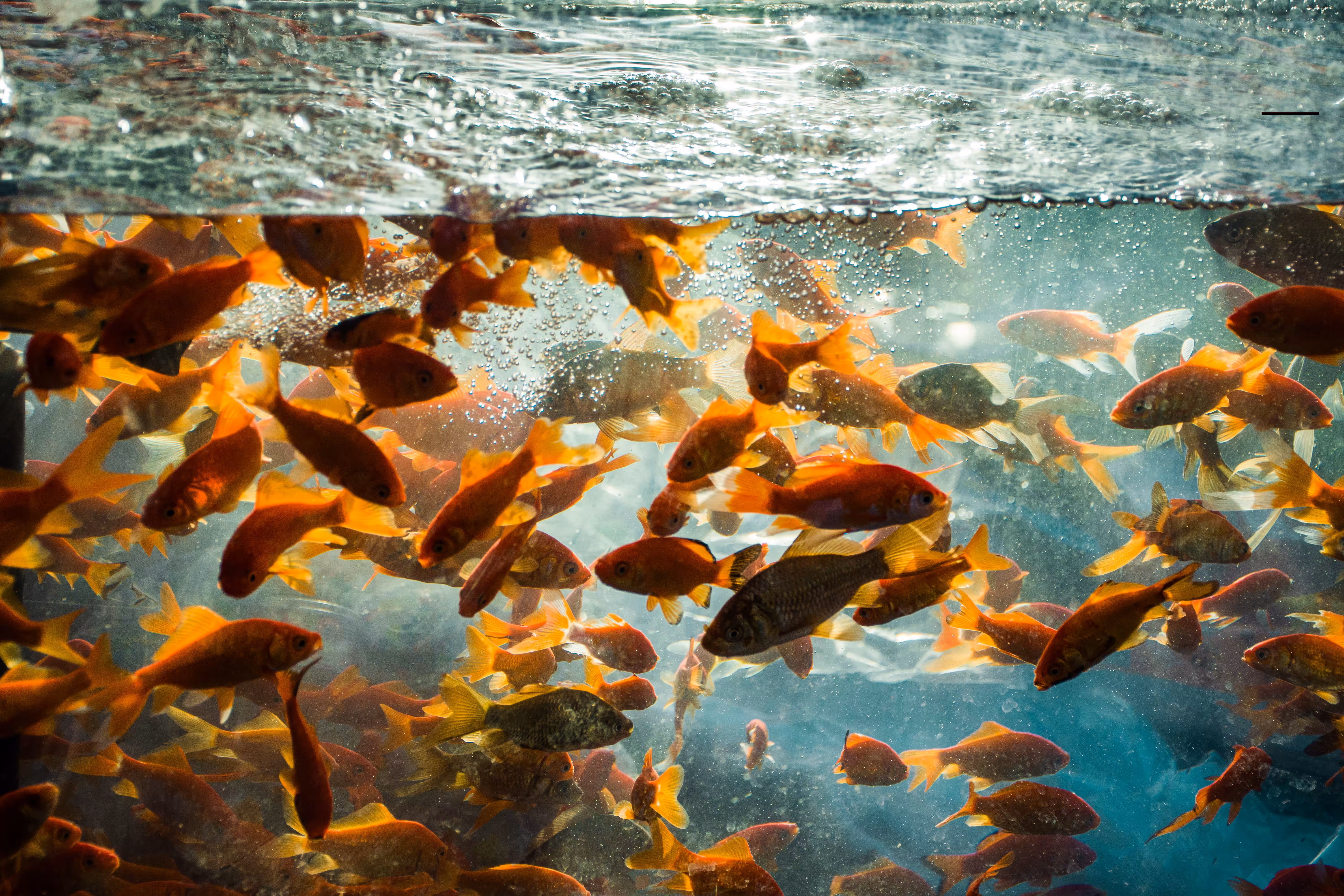 Dancing Fishes