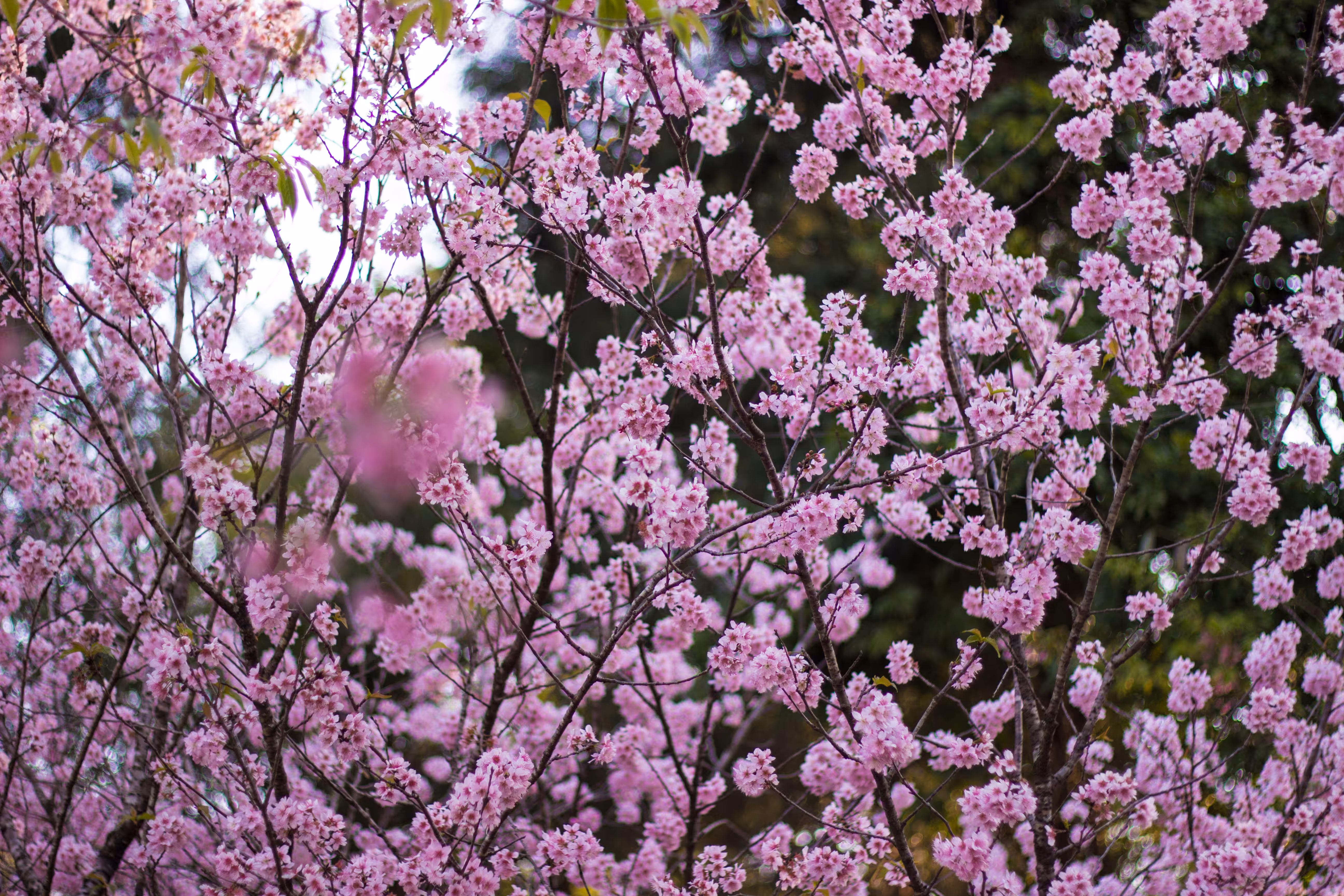 The Red Flower of Tachai Blossoms Everywhere #2