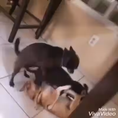 Suruba animal (só vai quem trepa)