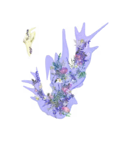 forget me nots