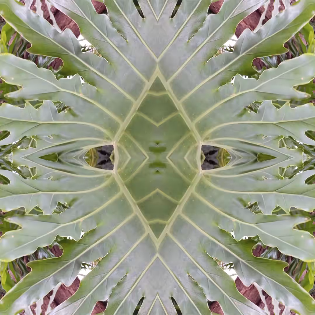leaf dance
