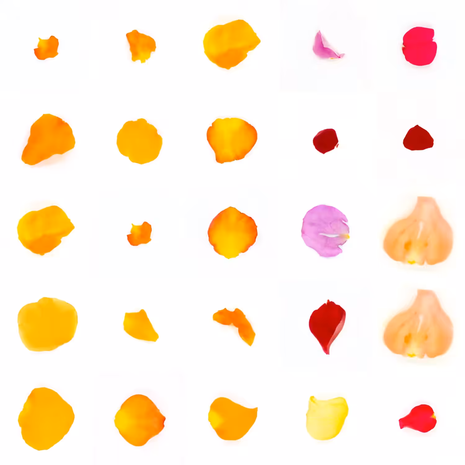 Infinite Petals 5x5#20164