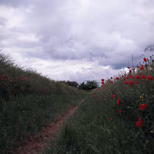 Roads Untraveled #bonus
