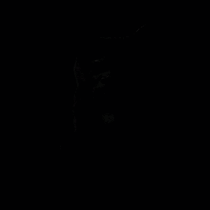 Black cat