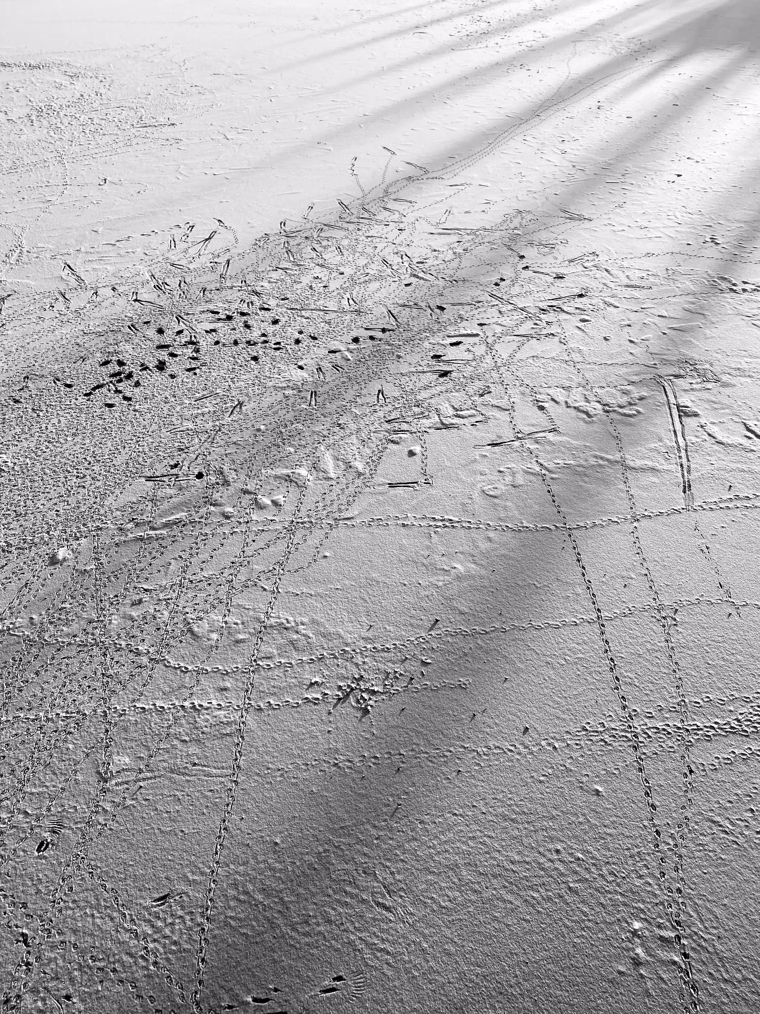 Wild Impressions