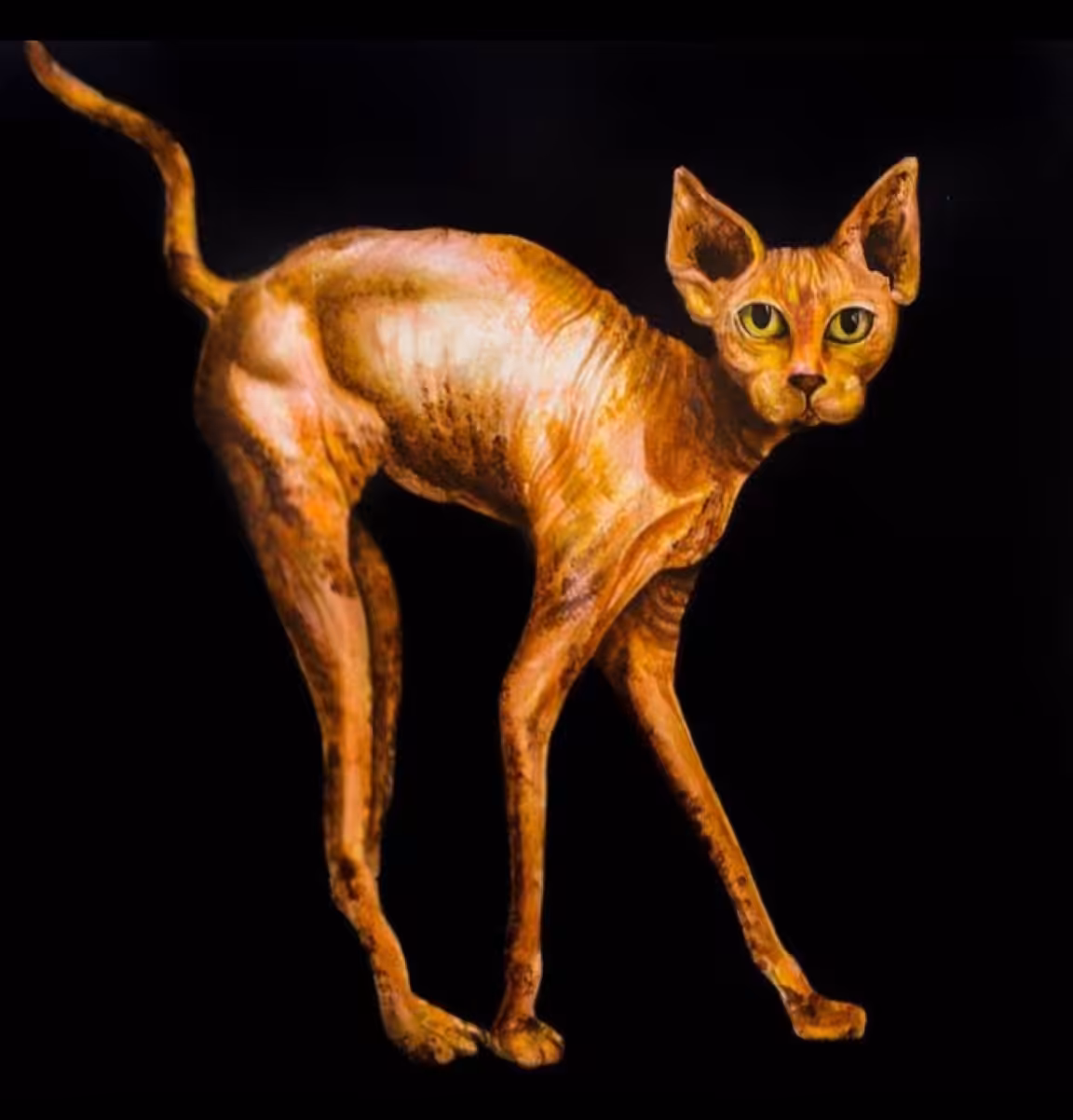 Cats