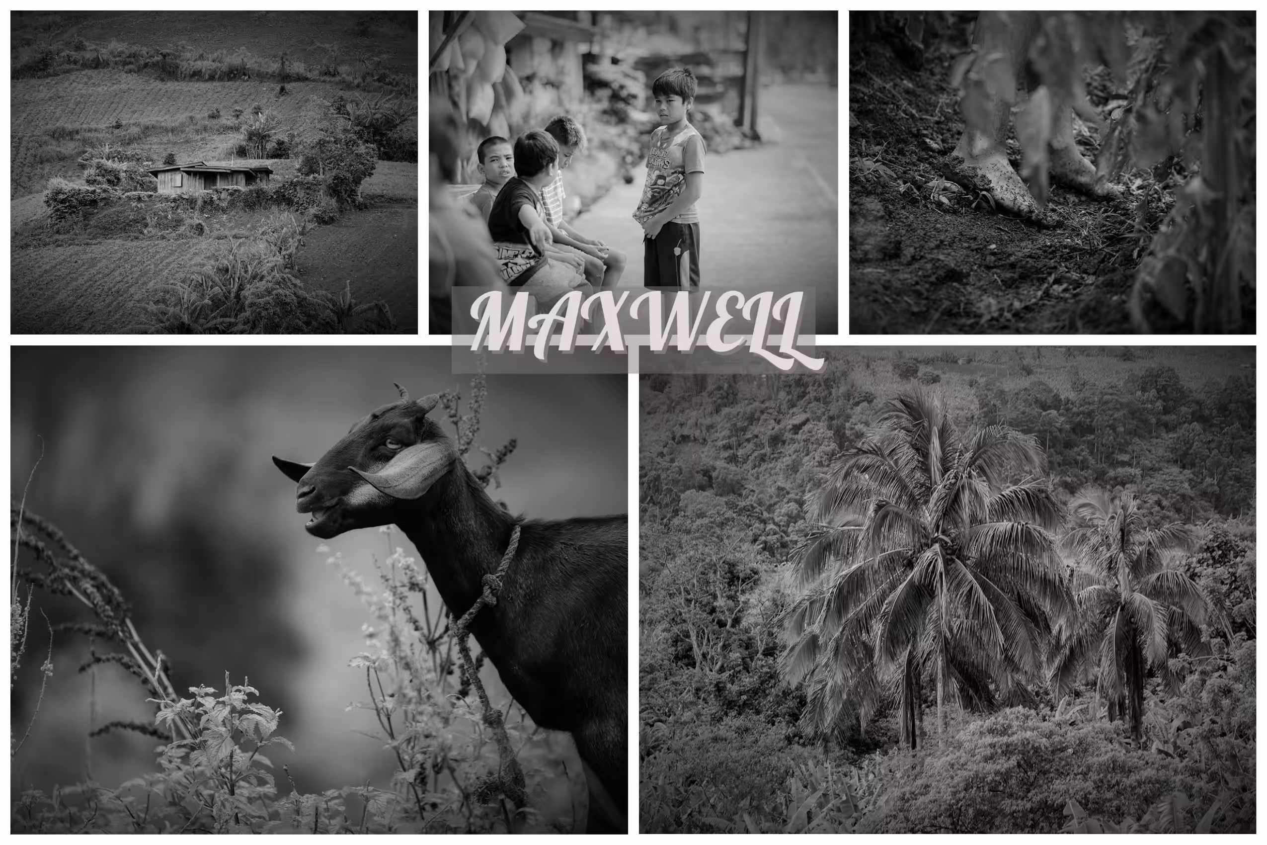 "The Fields of Grey Perceptions" Maxwell
