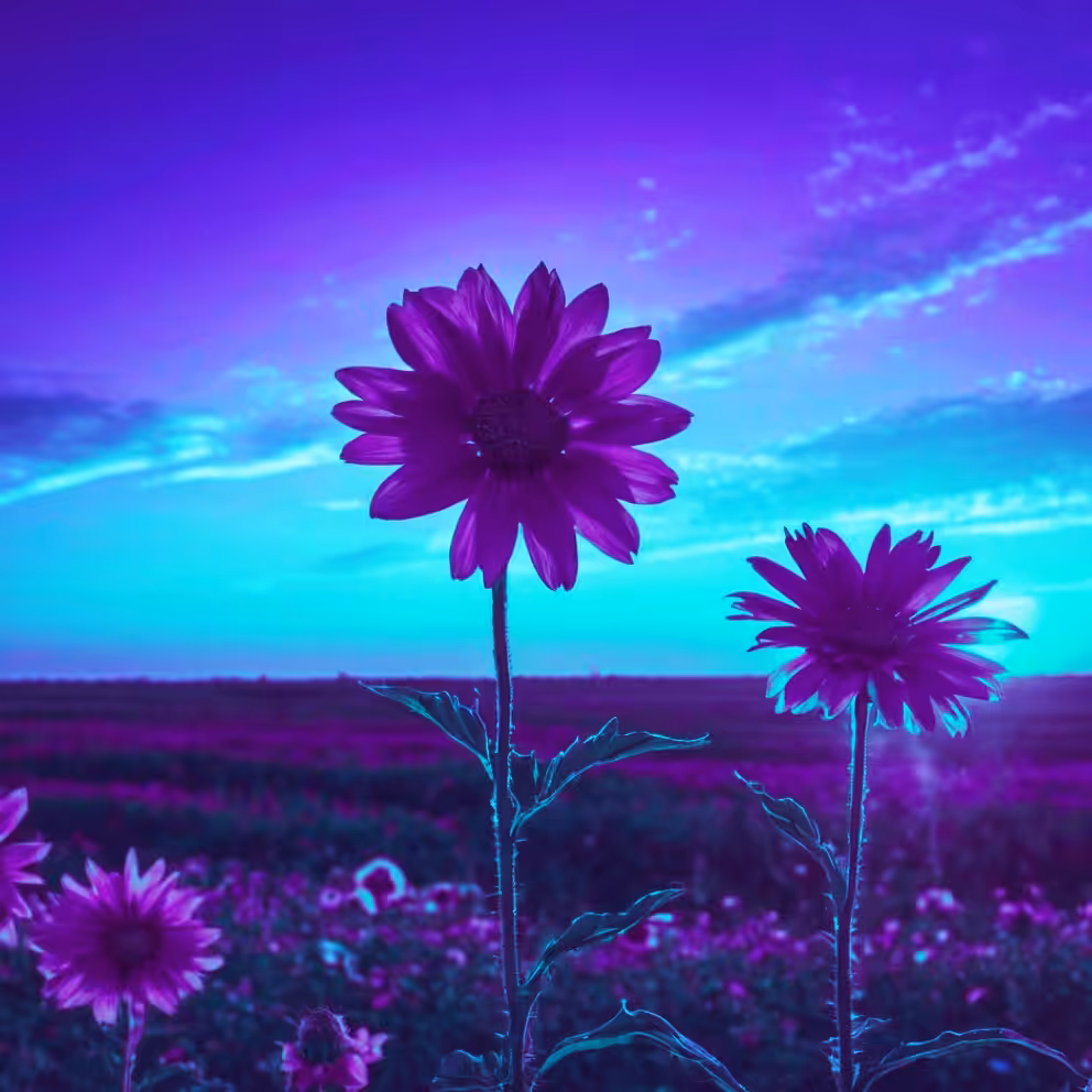 Twilight petals