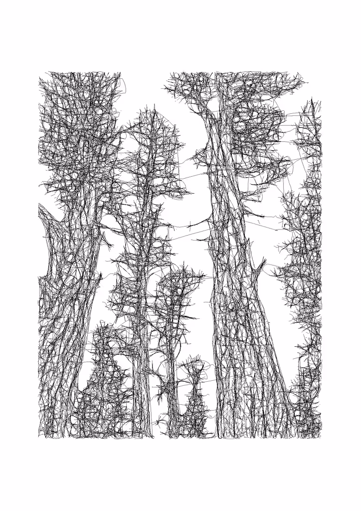 Pine trees