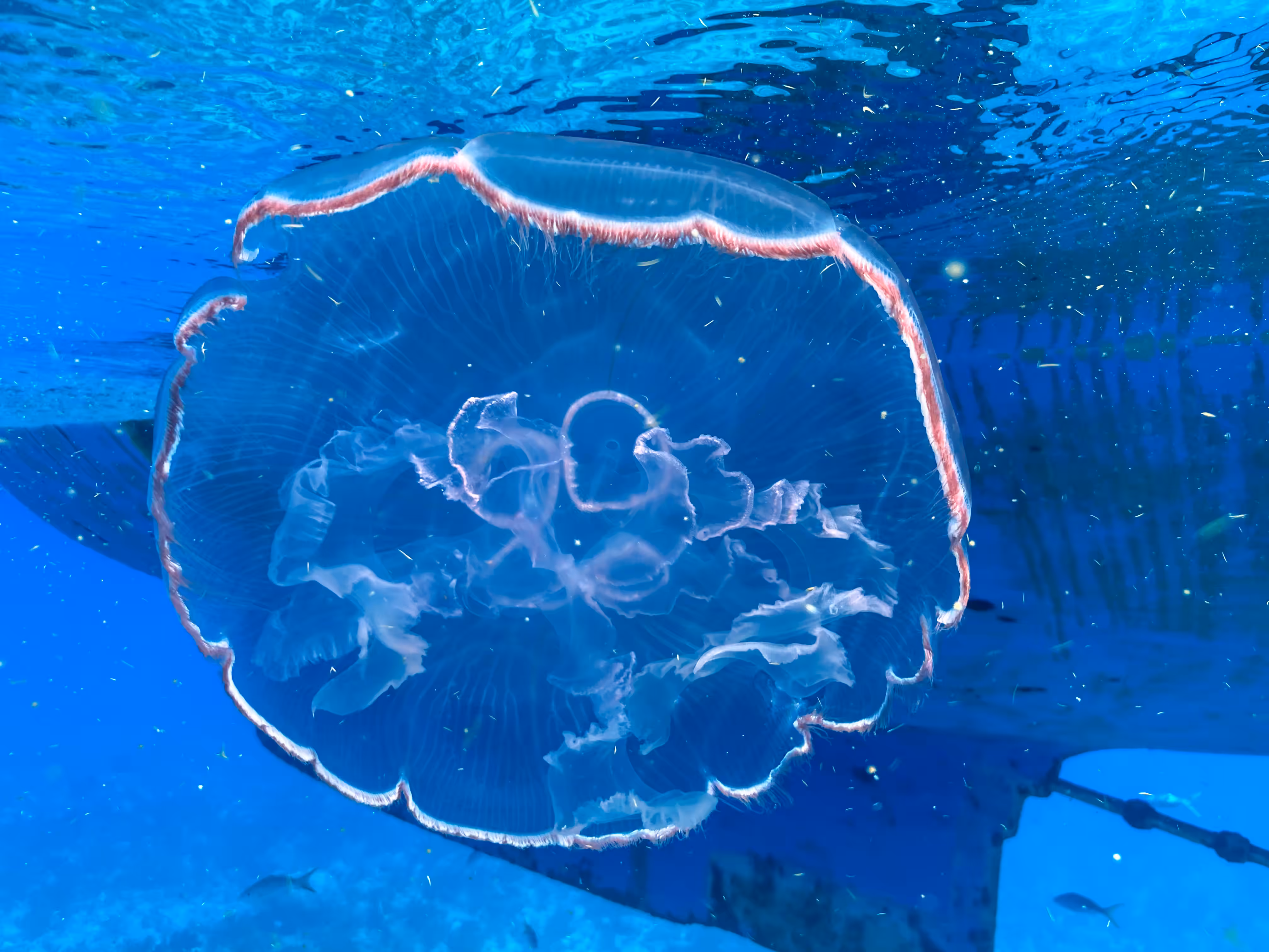 Jelly Friend