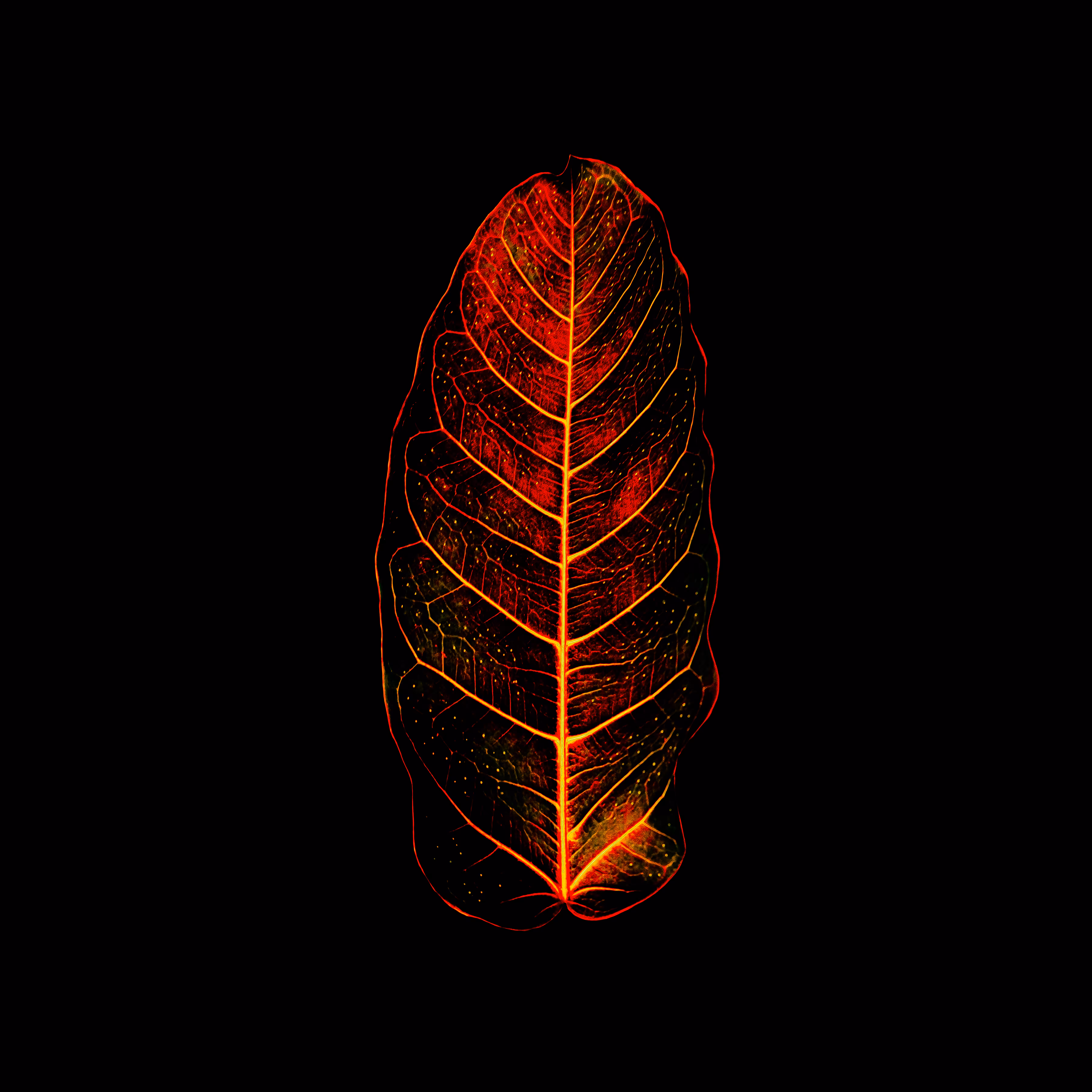 Amazônia • 11