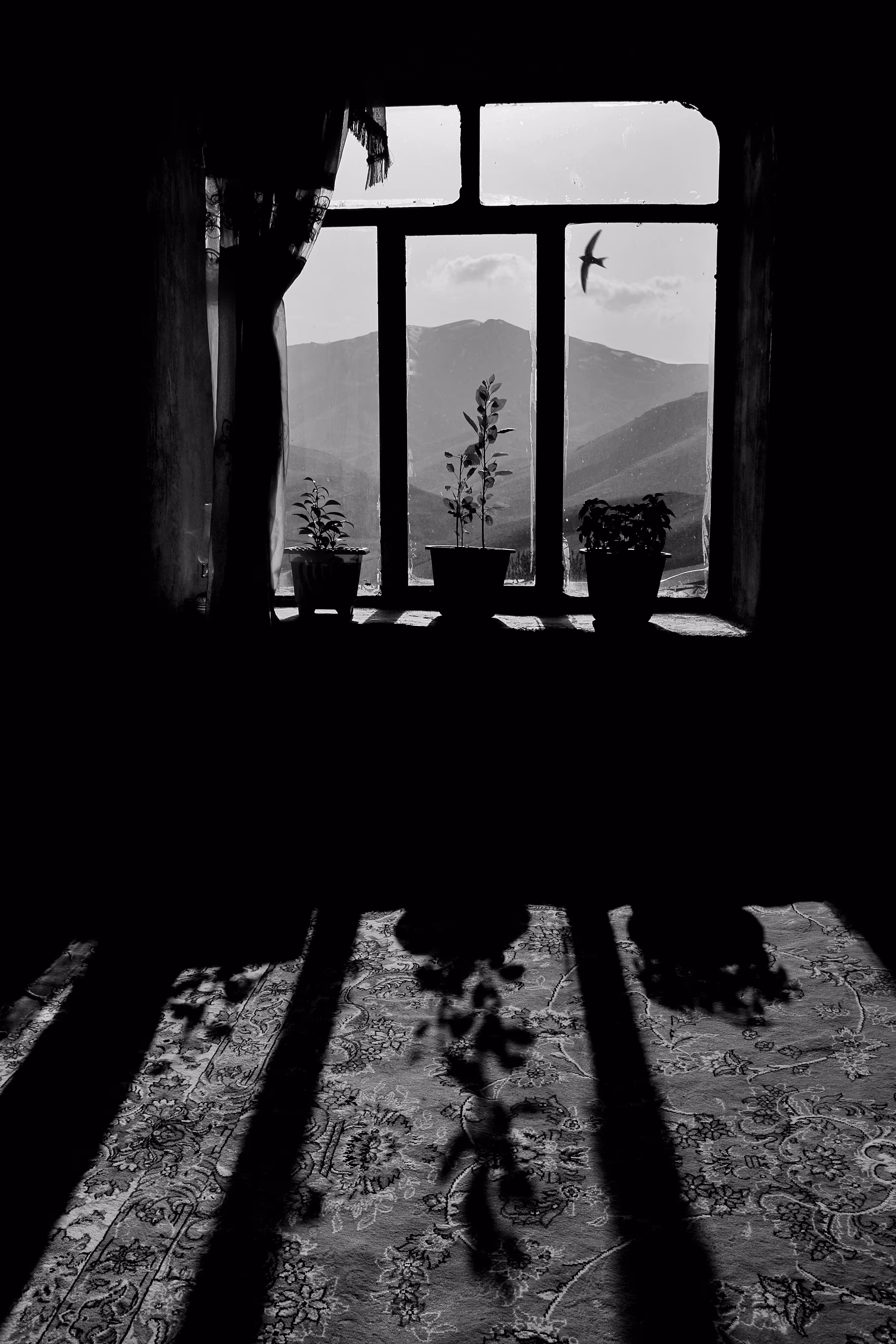 A window to nature