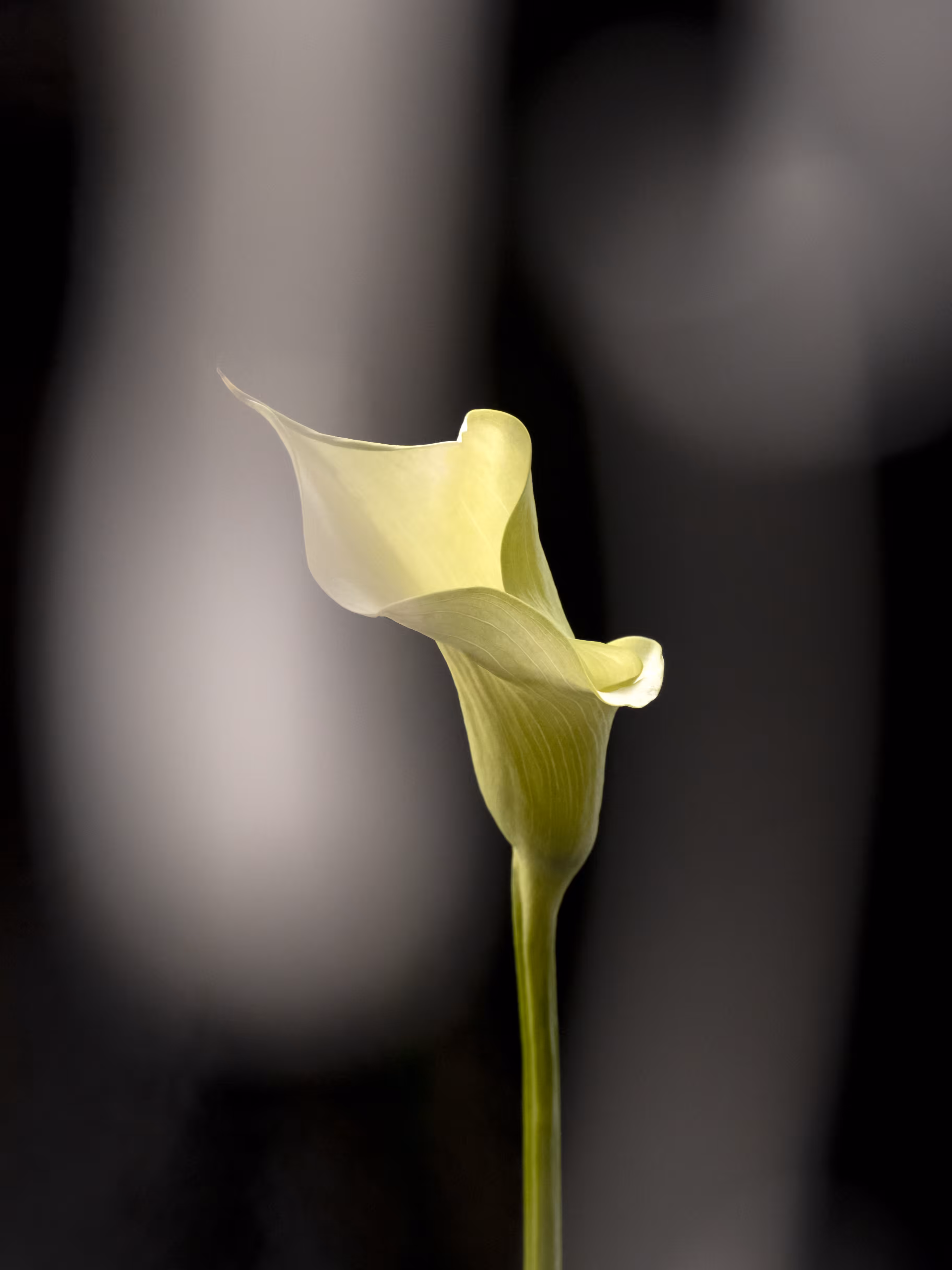 Vision.8