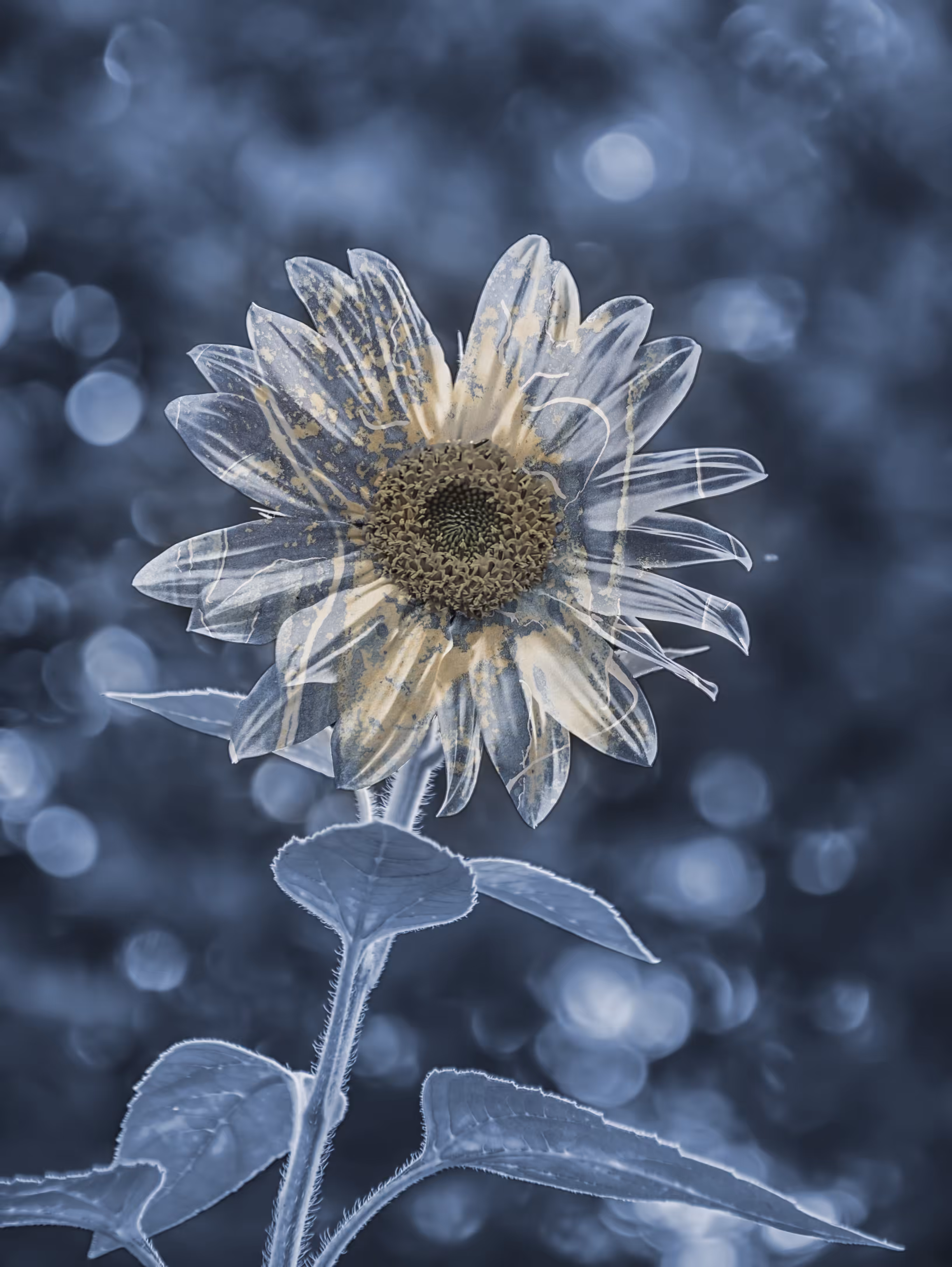 Glass Petals