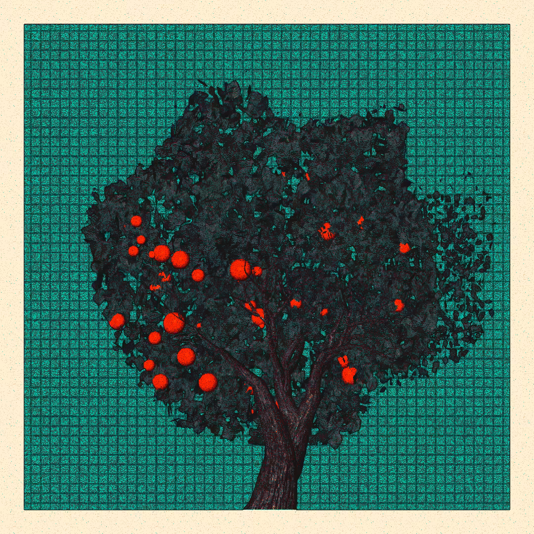 _argania[primaria] #108