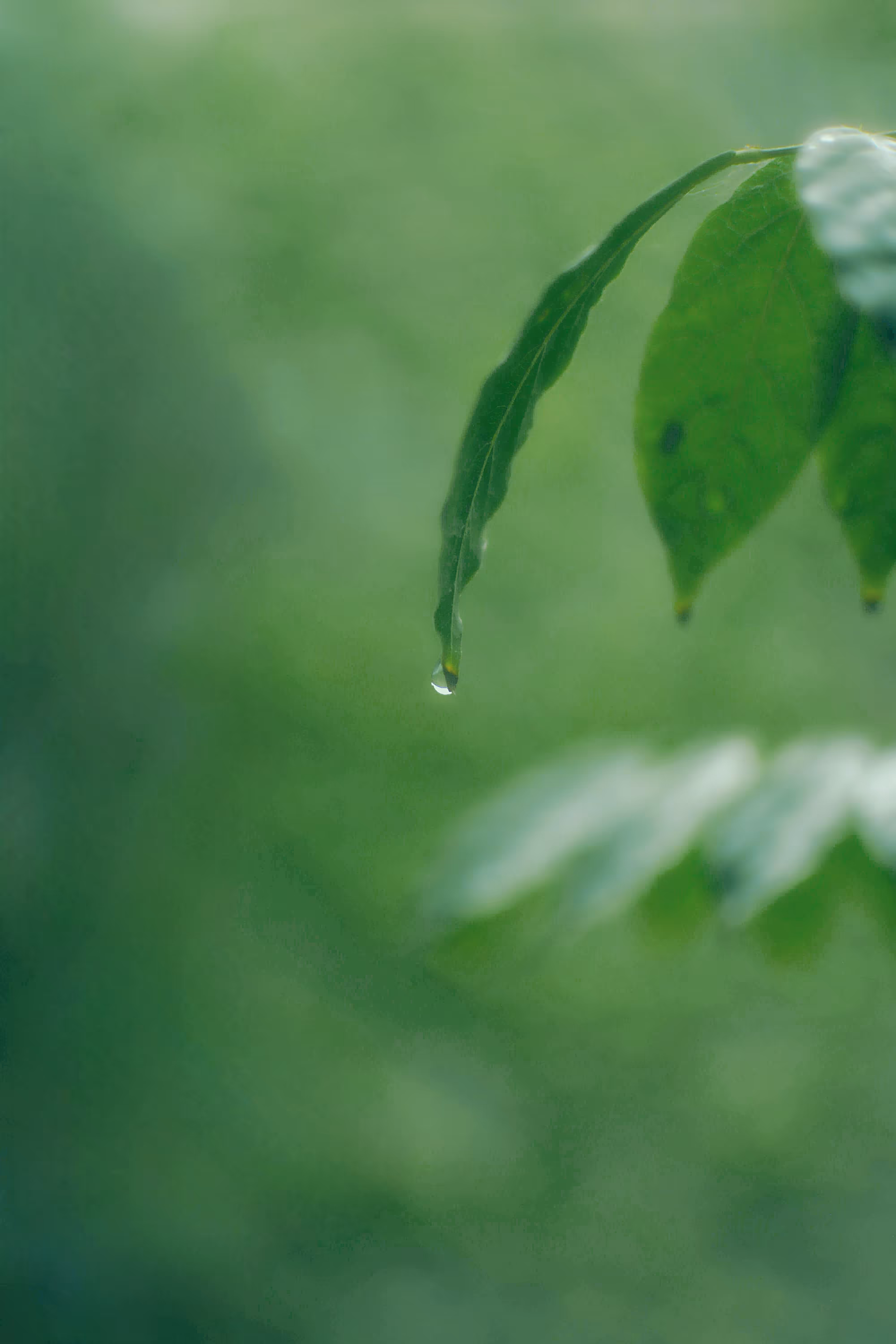 Emerald Tear 