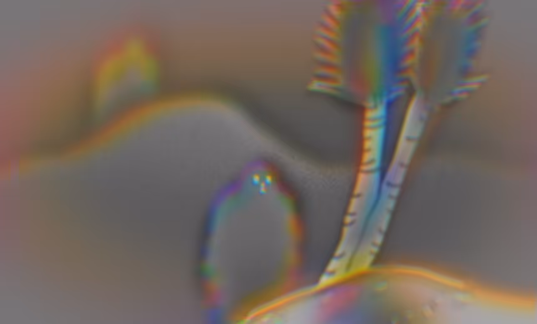 echo