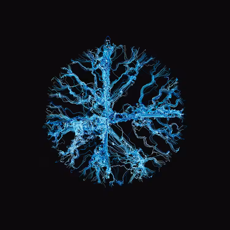Ginseng #31
