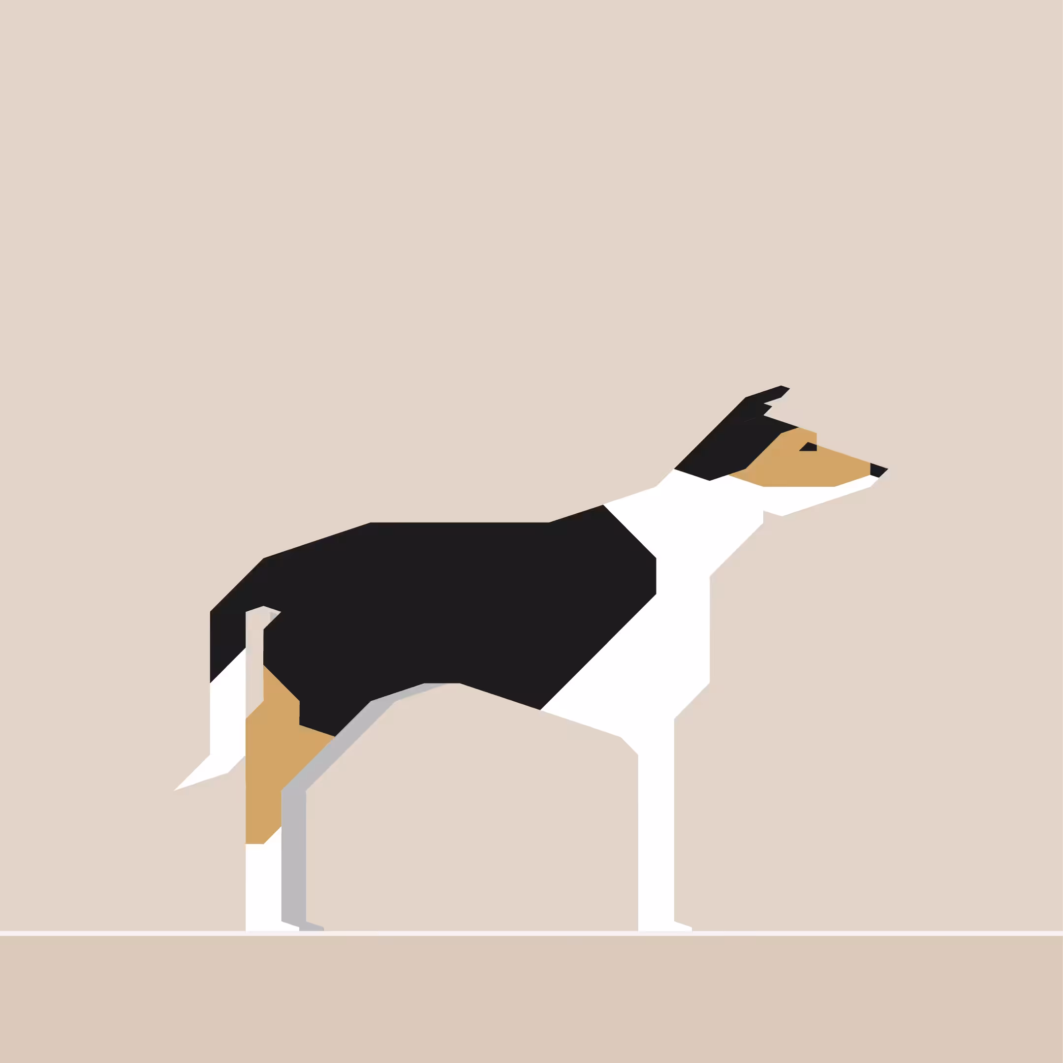 Smooth Collie