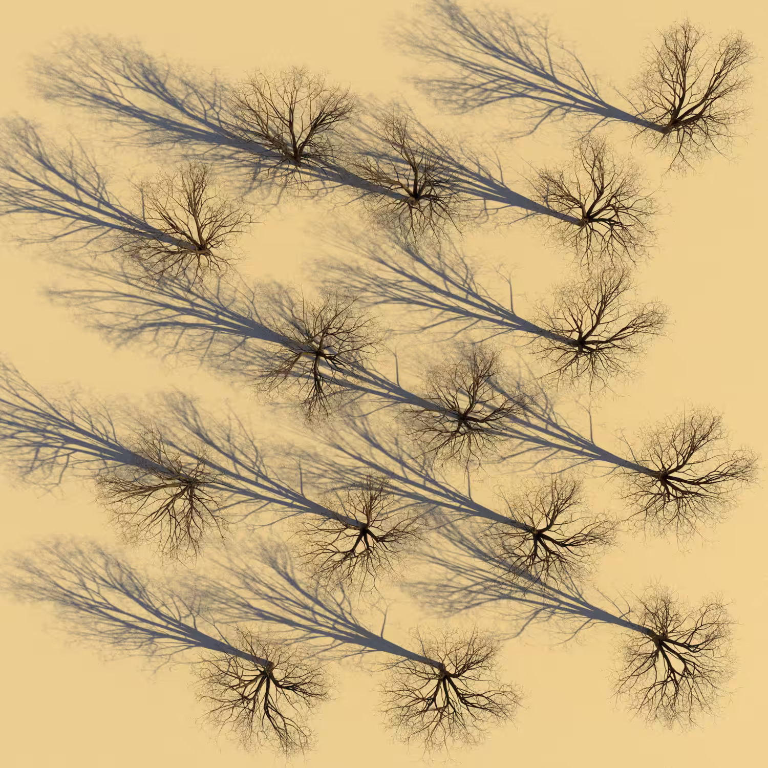 terrarum one