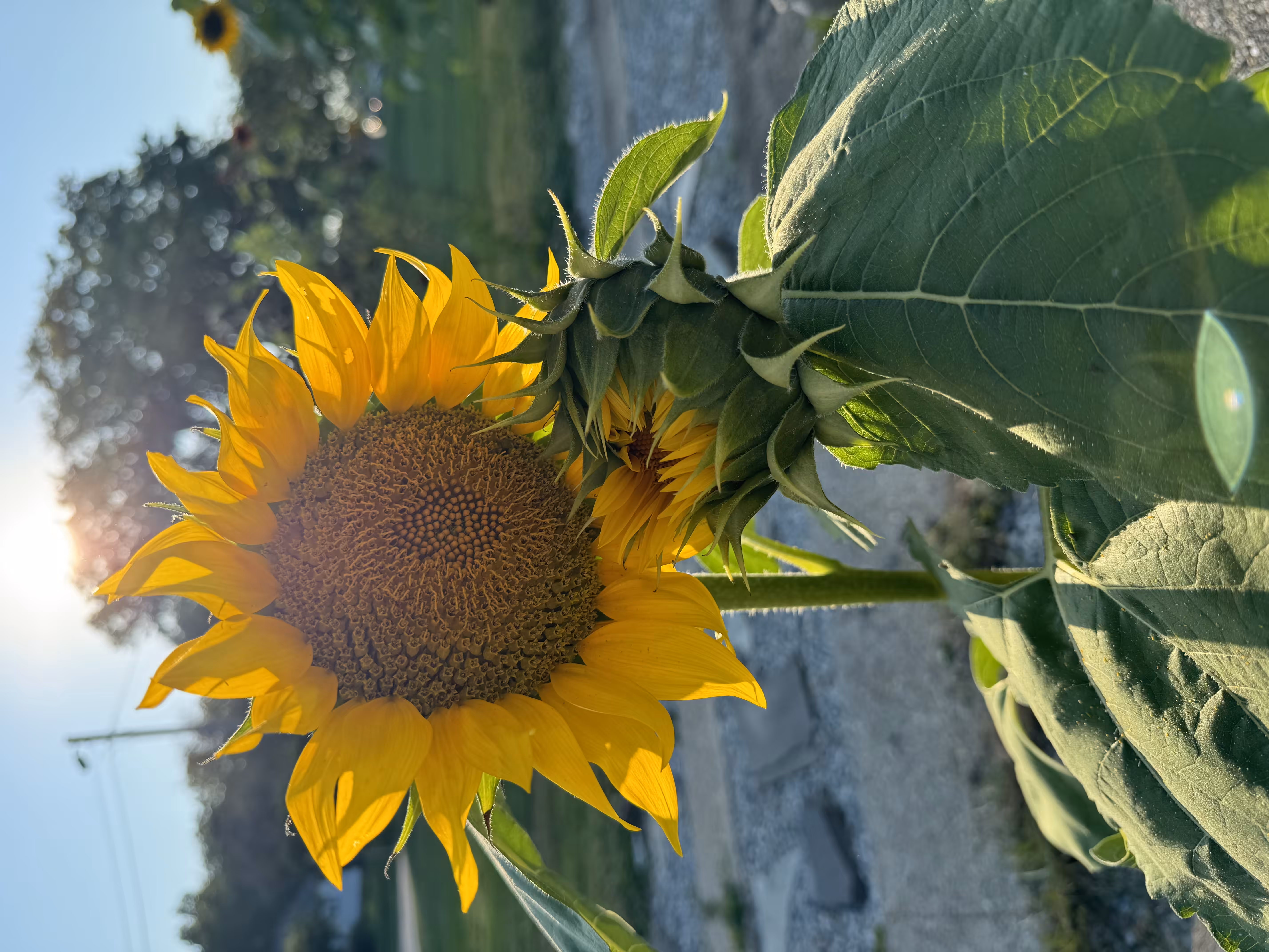 Sunflowers Over Suicide: Hugs 