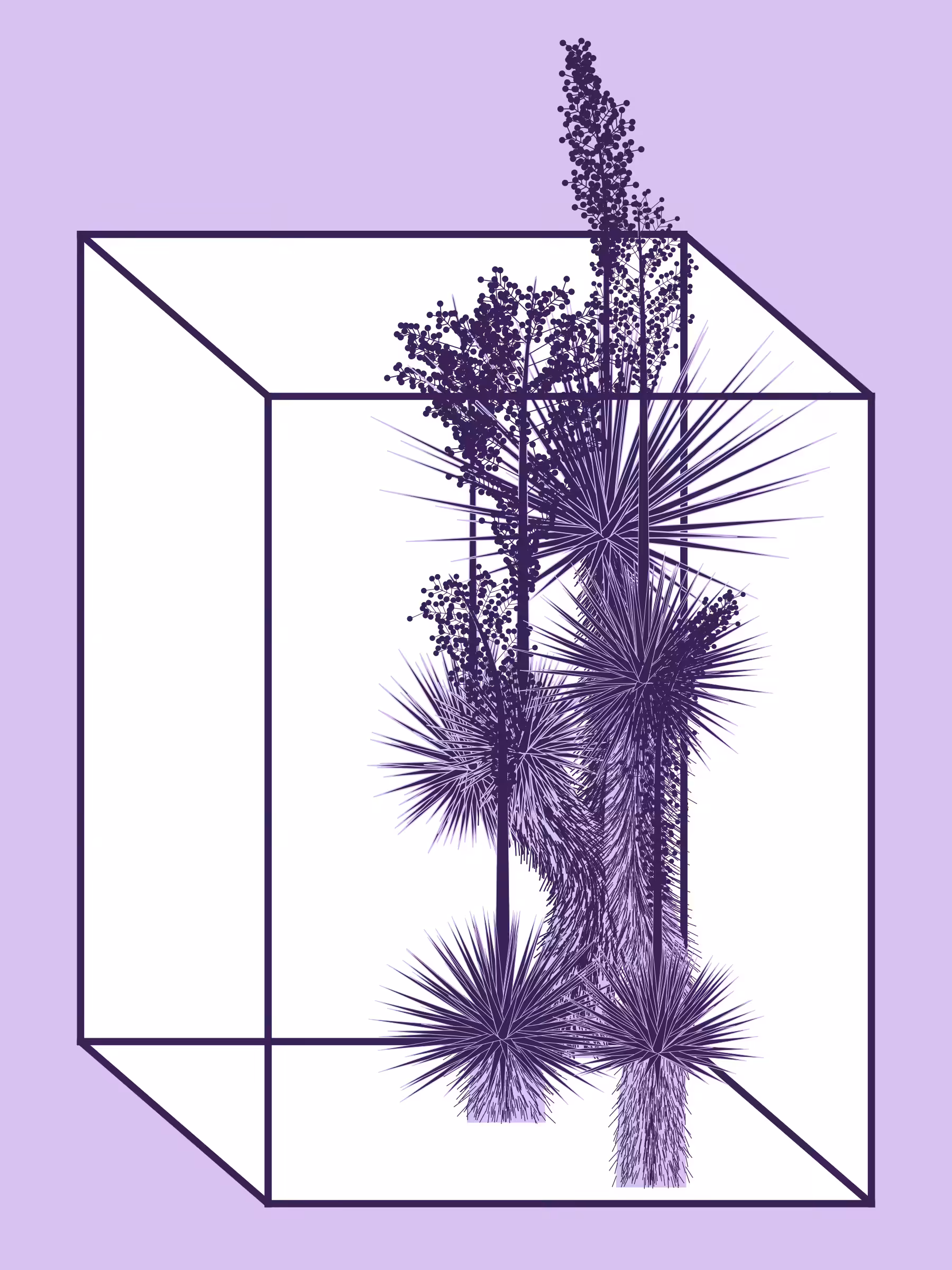 Marfa Yucca #145