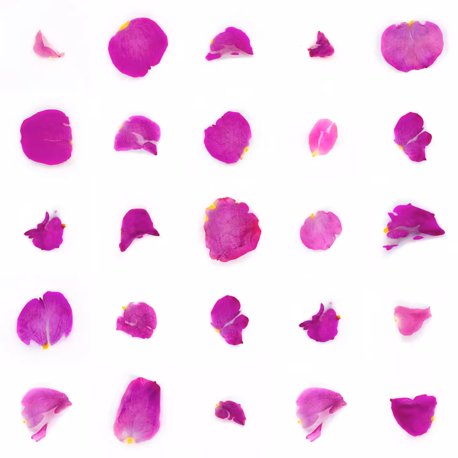 Infinite Petals 5x5#1308