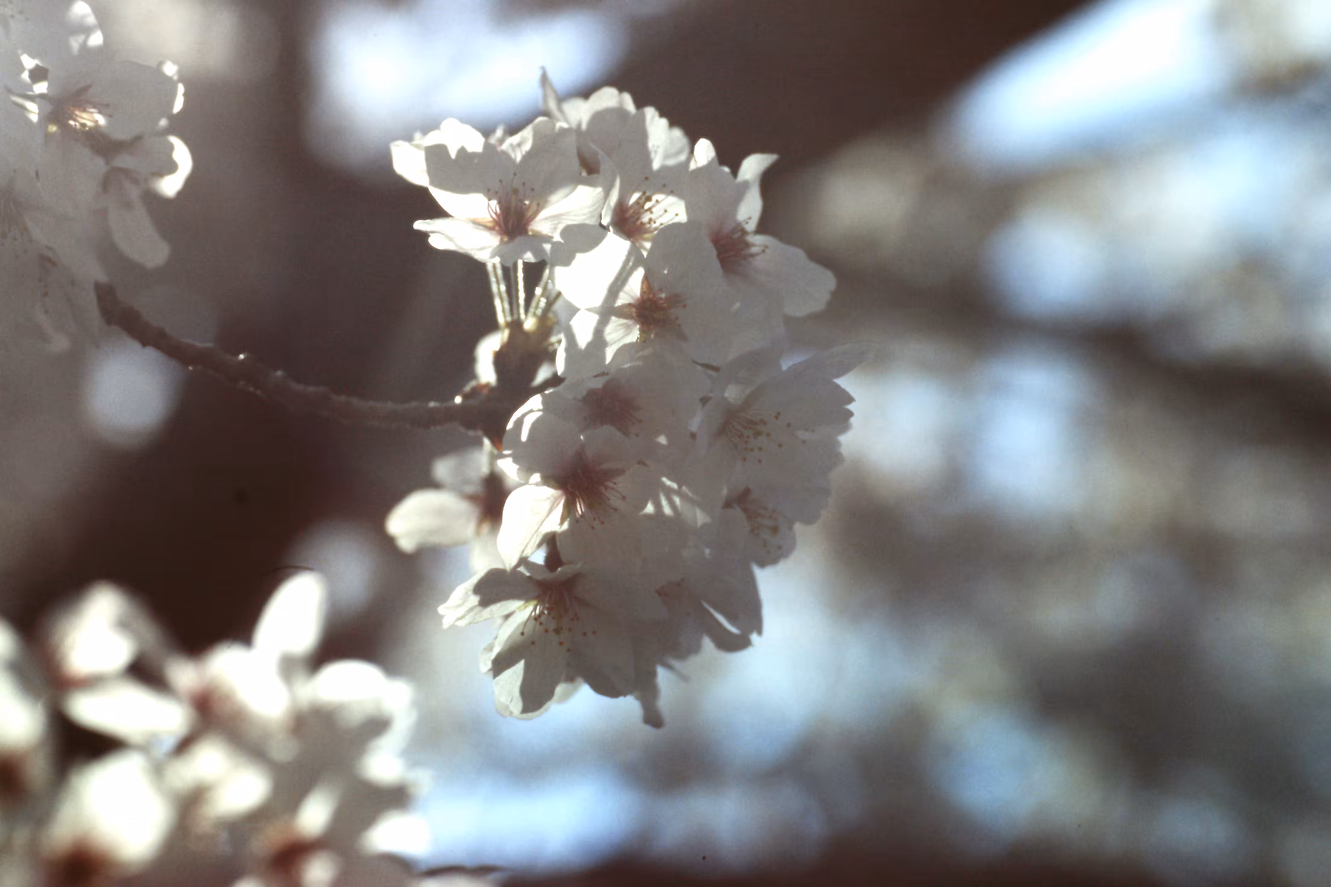 Heaven Series: The World of Film - Beautiful World